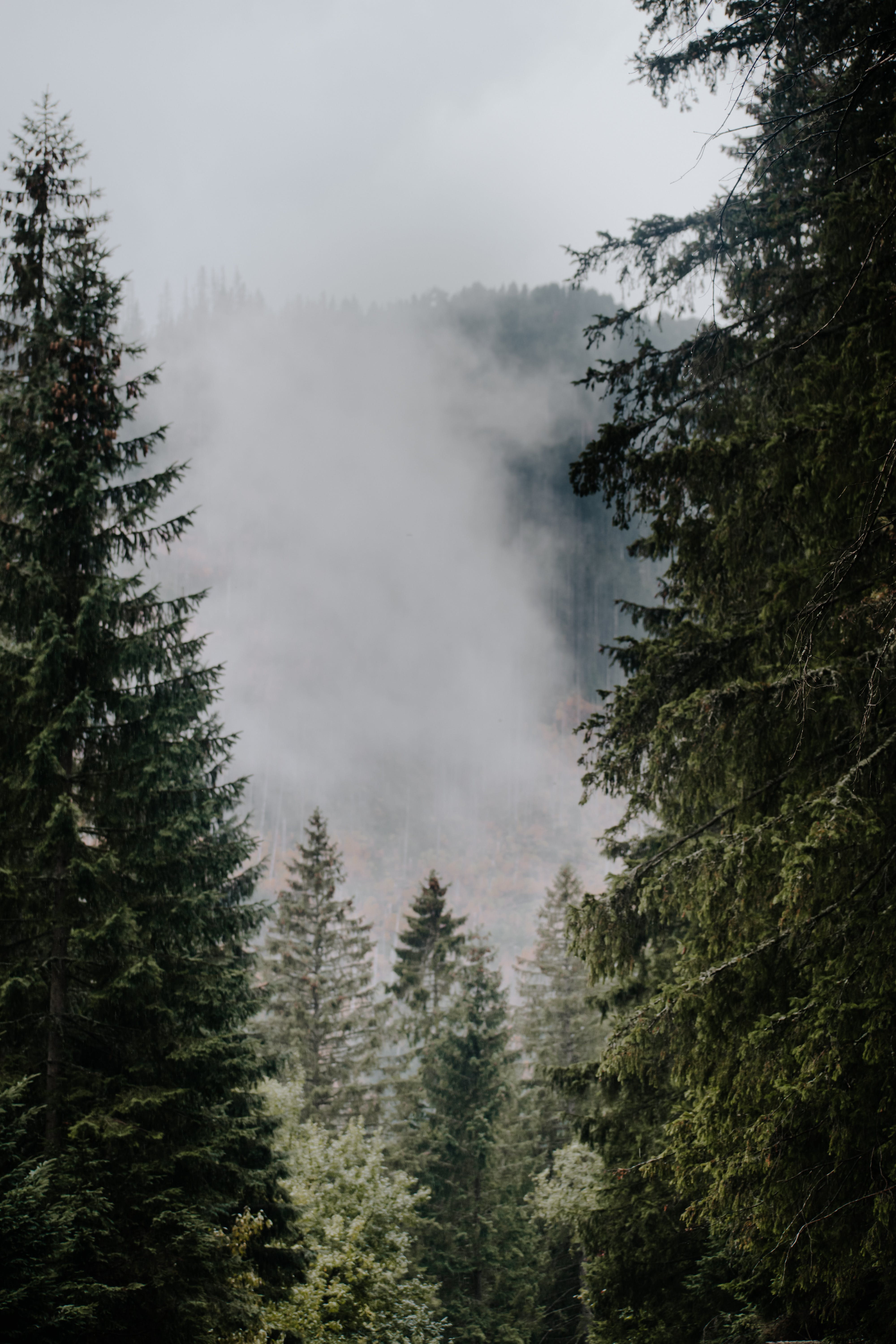 4000x6000 Green Trees Under White Fog · Free Stock Photo Wallpaper