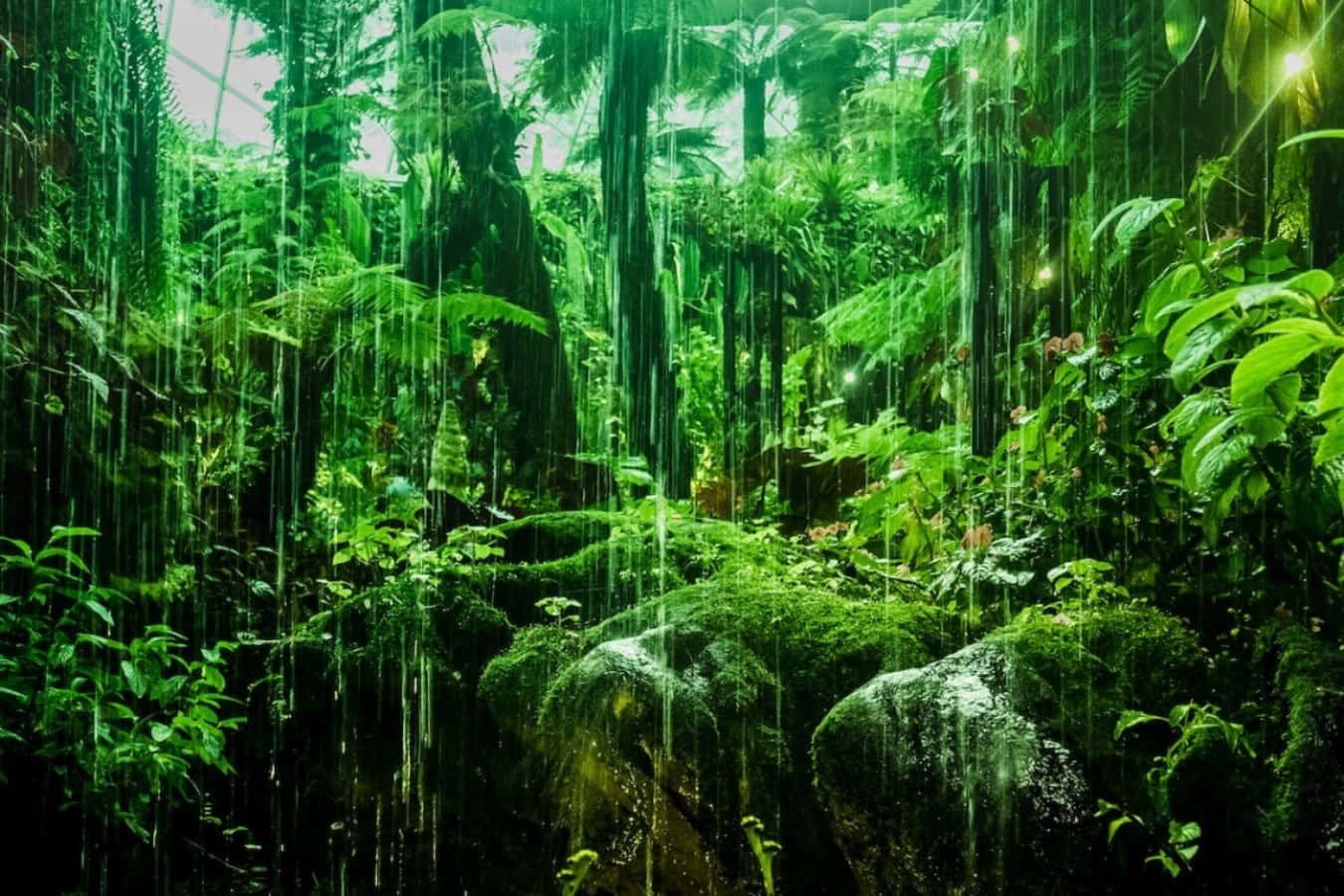 Amazon Rainforest Desktop Wallpapers - 4k, HD Amazon Rainforest Desktop