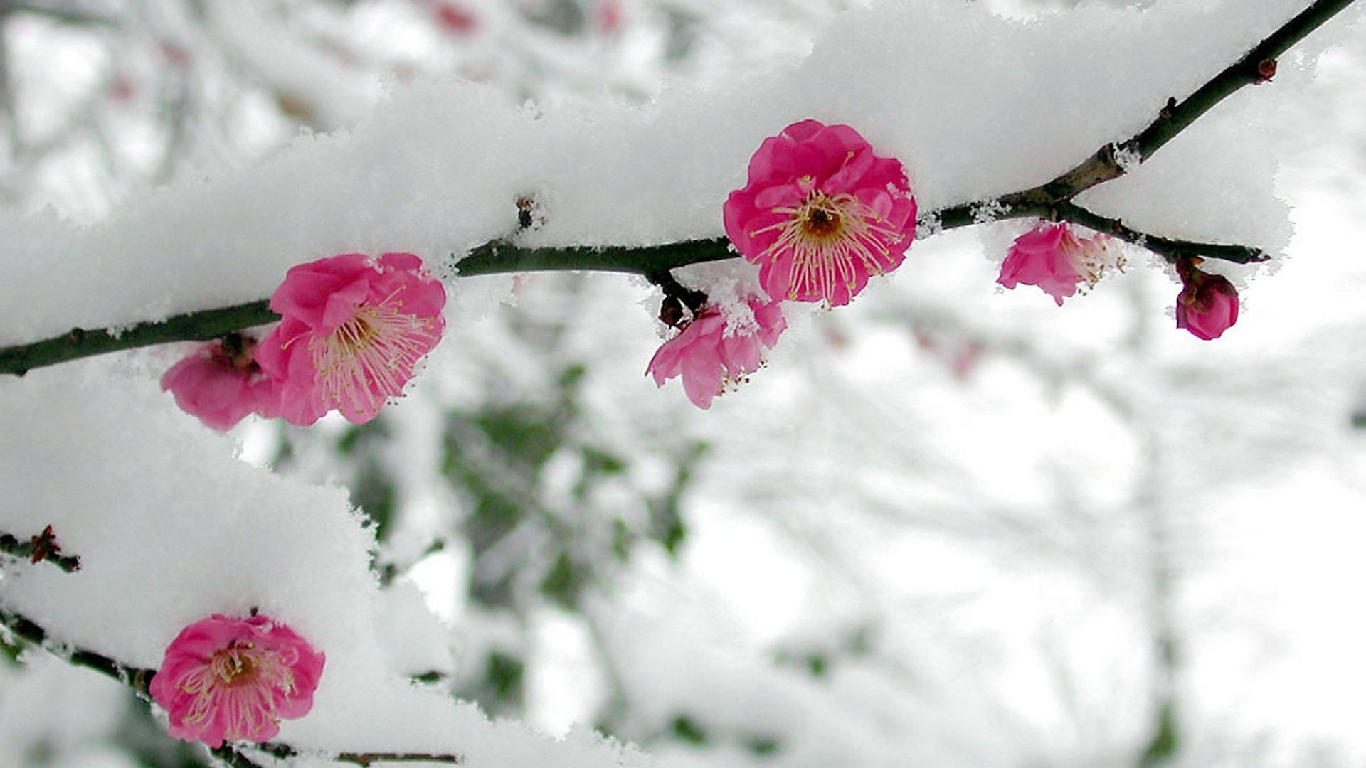 Winter Flowers Wallpapers 4k Hd Winter Flowers Backgrounds On Wallpaperbat