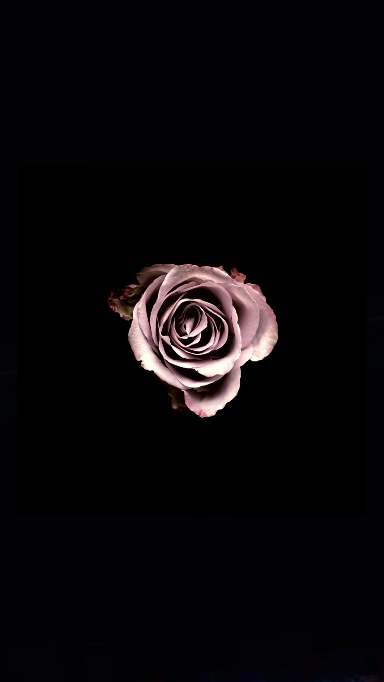 Black Rose Wallpapers - 4k, HD Black Rose Backgrounds on WallpaperBat