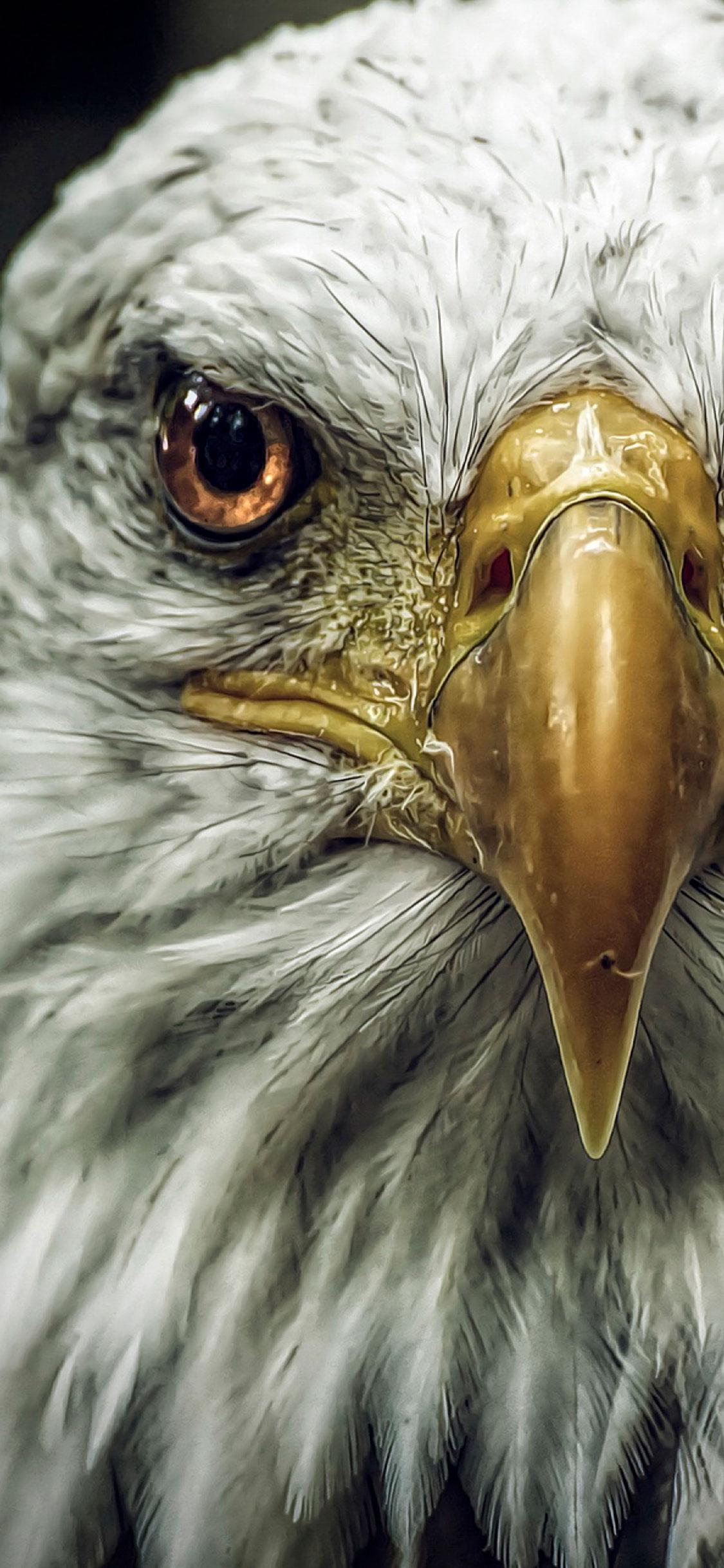 Eagle Wallpapers - 4k, HD Eagle Backgrounds on WallpaperBat