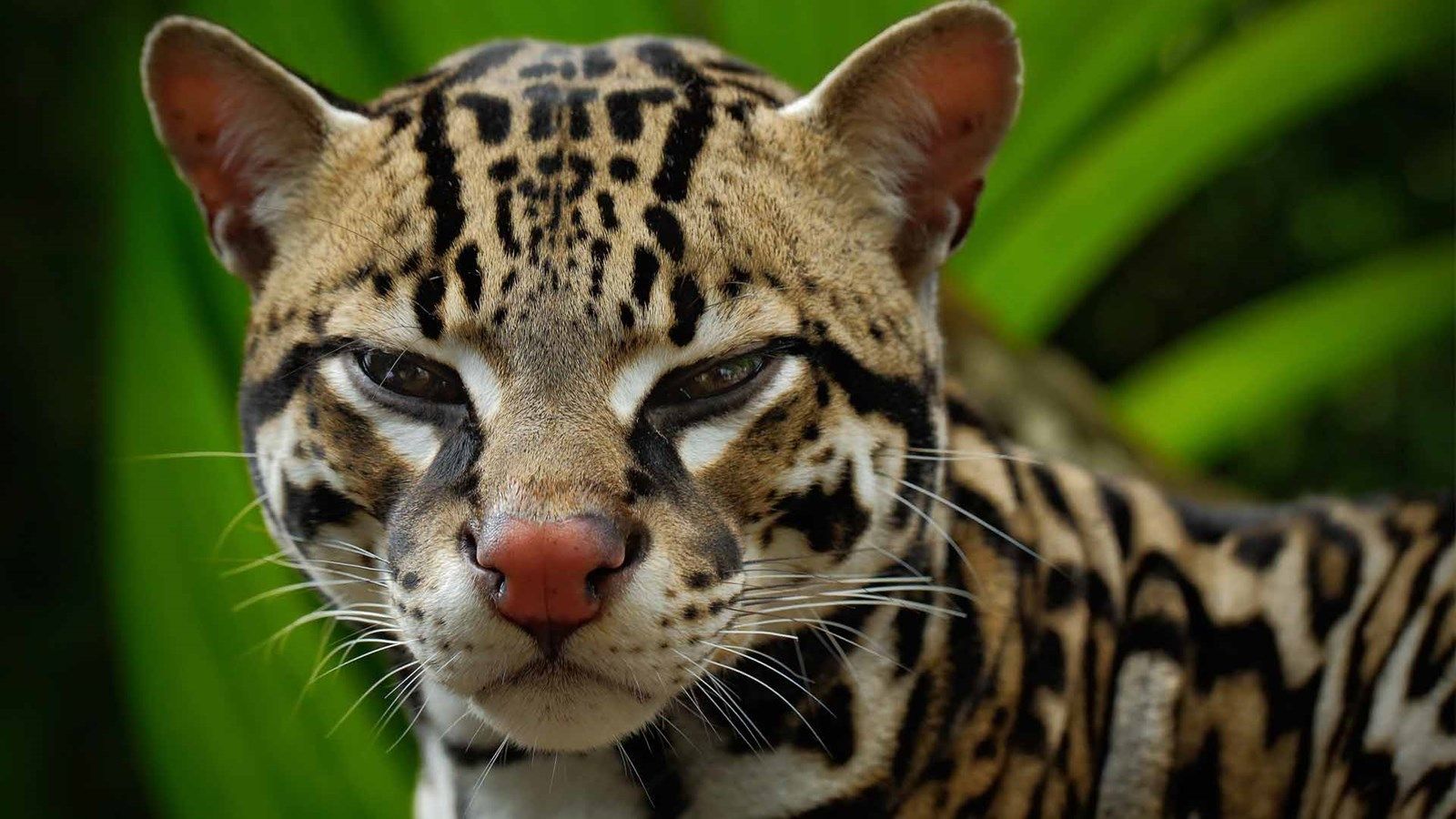 Margay Wallpapers - 4k, HD Margay Backgrounds on WallpaperBat