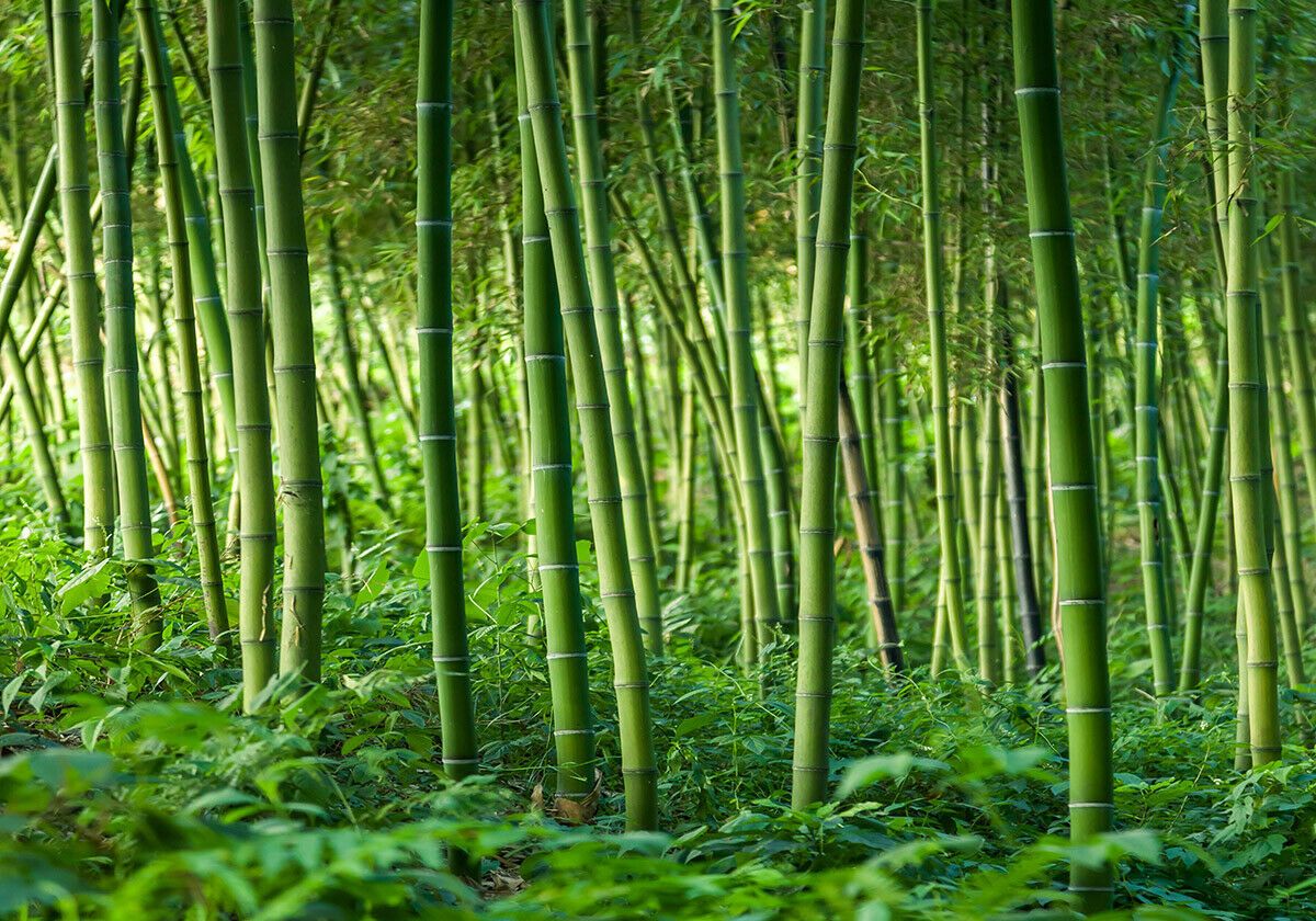 Bamboo Wallpapers - 4k, HD Bamboo Backgrounds on WallpaperBat