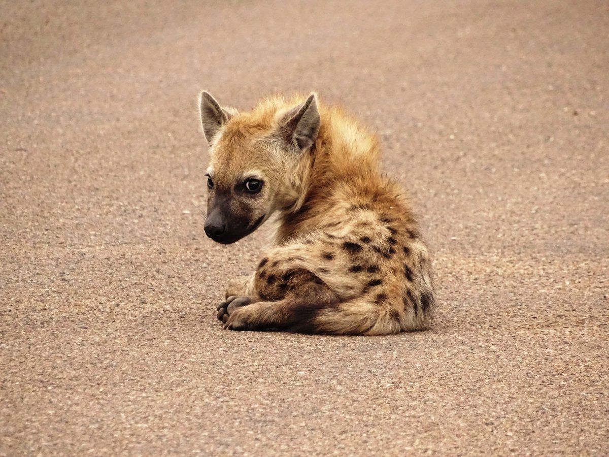 Baby Hyena Wallpapers - 4k, HD Baby Hyena Backgrounds on WallpaperBat