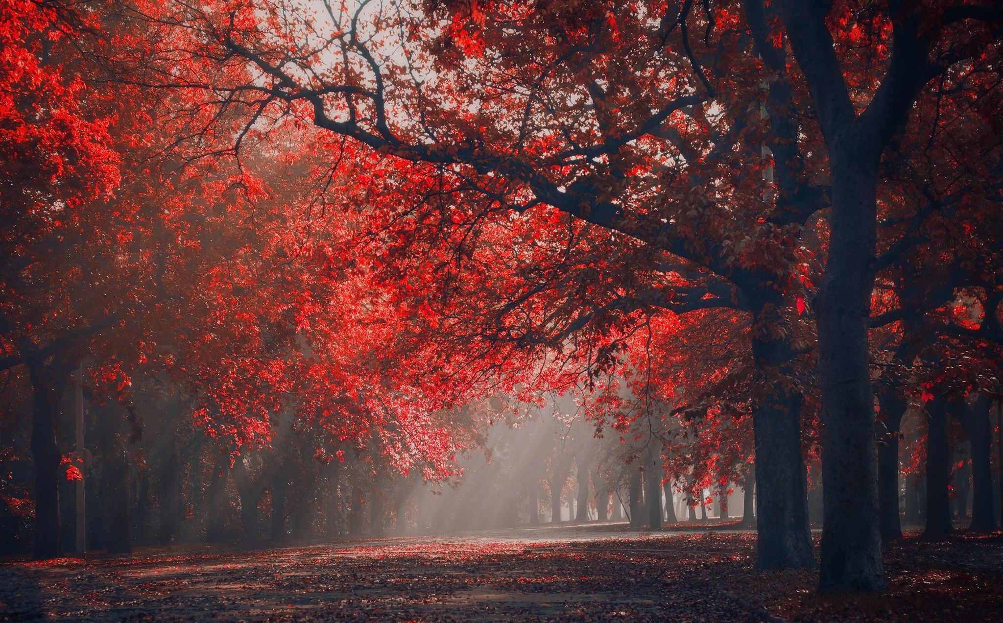 Red Tree Wallpapers - 4k, HD Red Tree Backgrounds on WallpaperBat