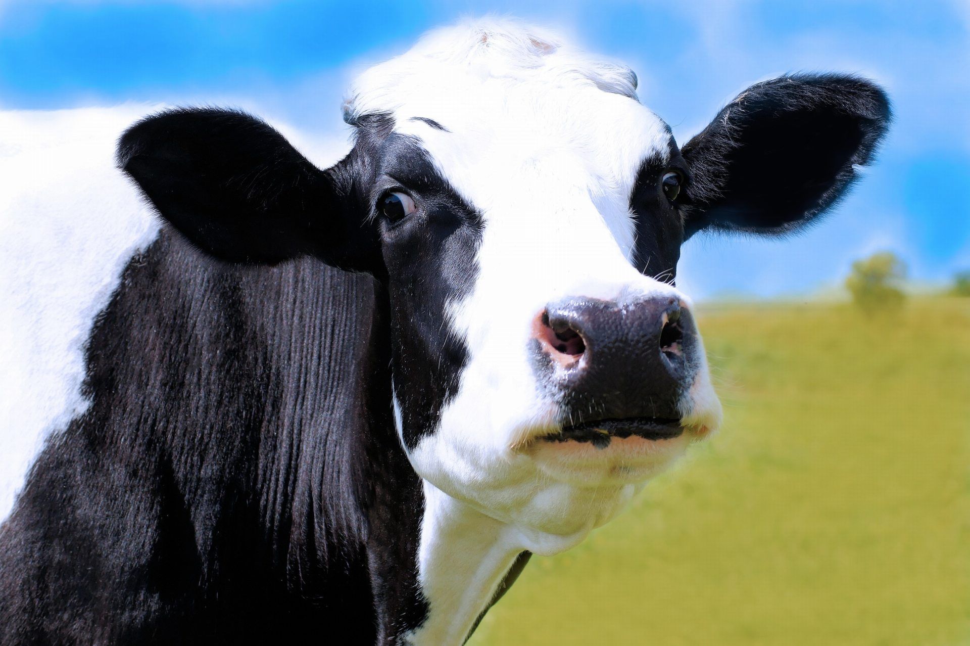 Cute Cow Wallpapers.