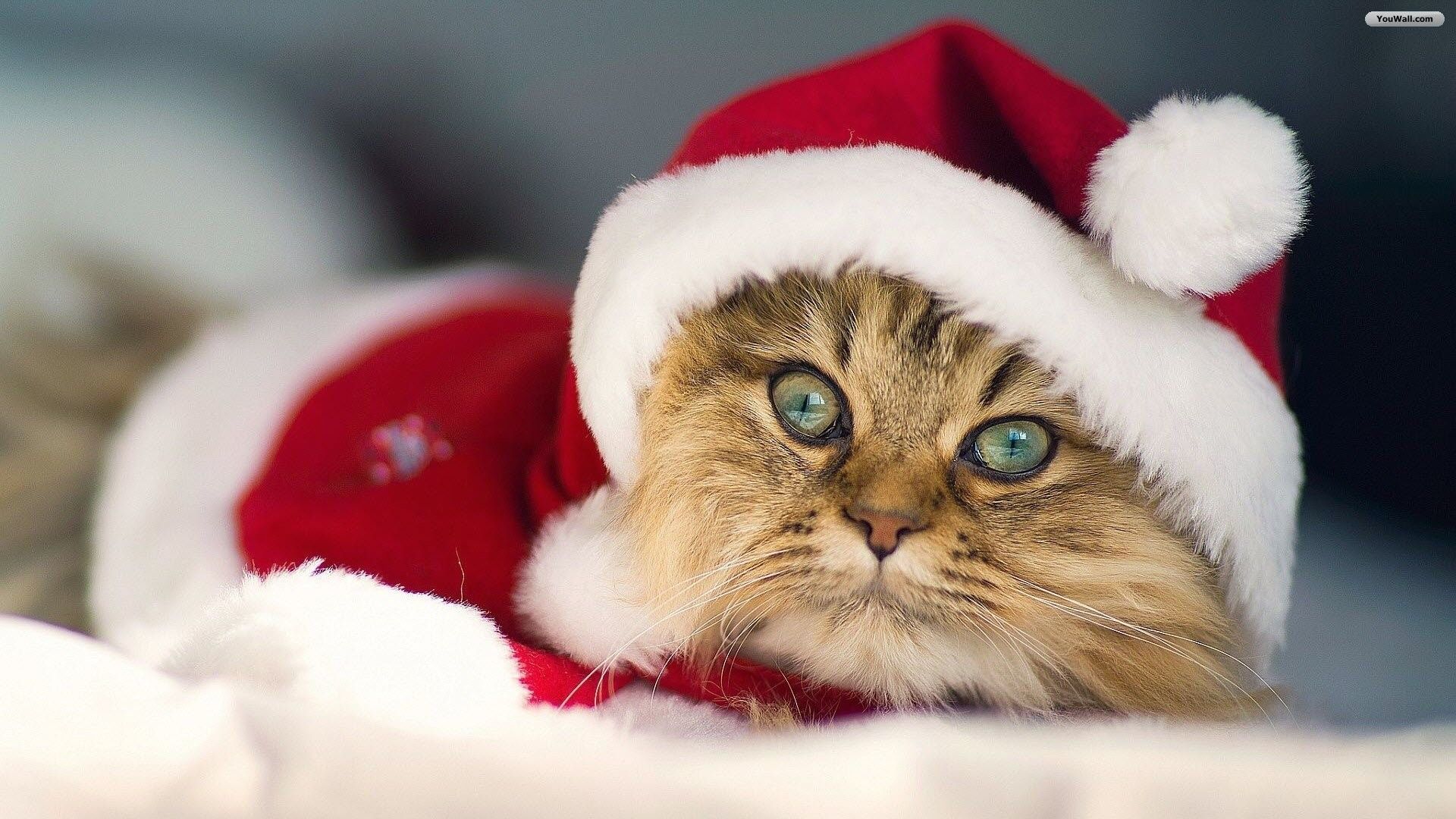 Christmas Cat Wallpapers - 4k, Hd Christmas Cat Backgrounds On Wallpaperbat