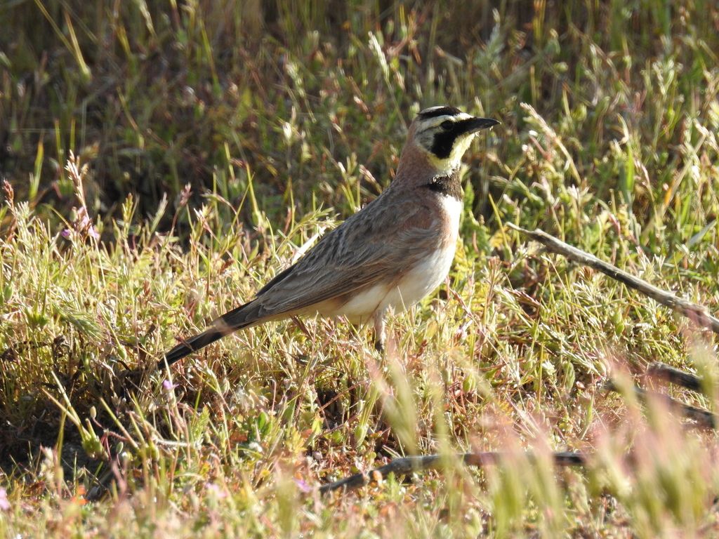 Horned Lark Wallpapers - 4k, HD Horned Lark Backgrounds on WallpaperBat