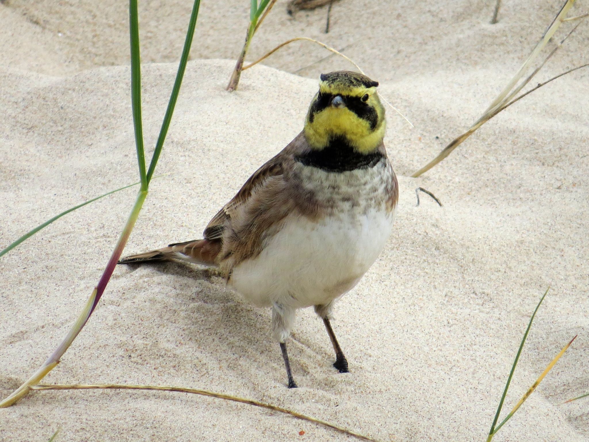 Horned Lark Wallpapers - 4k, HD Horned Lark Backgrounds on WallpaperBat