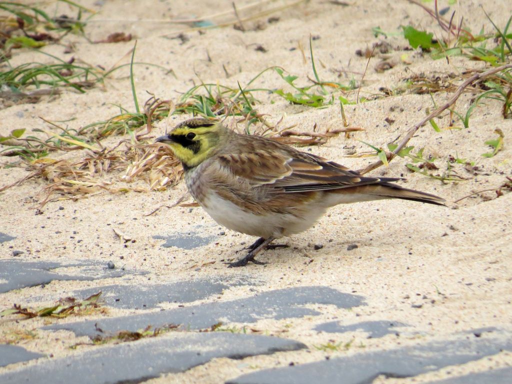 Horned Lark Wallpapers - 4k, HD Horned Lark Backgrounds on WallpaperBat