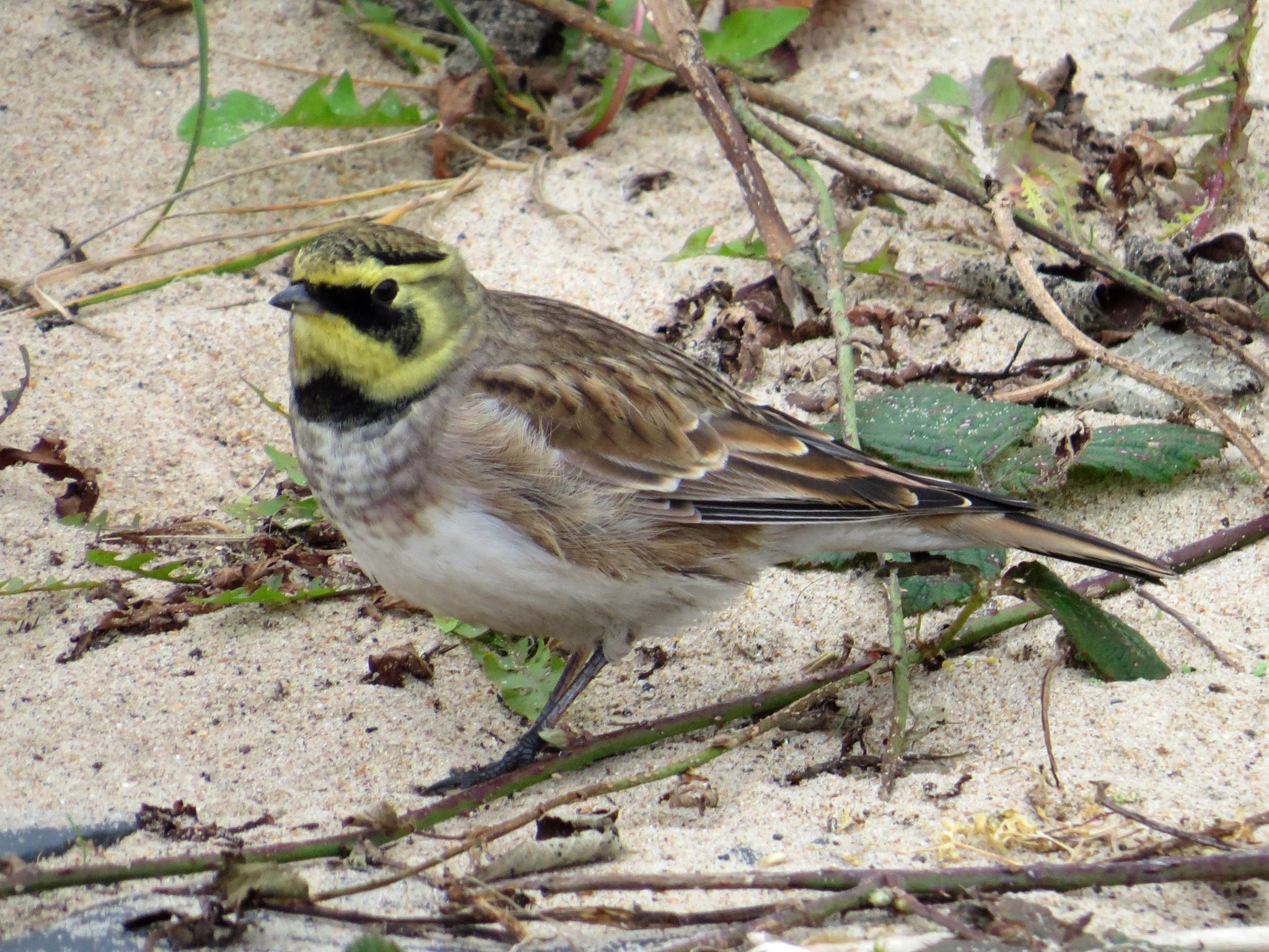 Horned Lark Wallpapers - 4k, HD Horned Lark Backgrounds on WallpaperBat