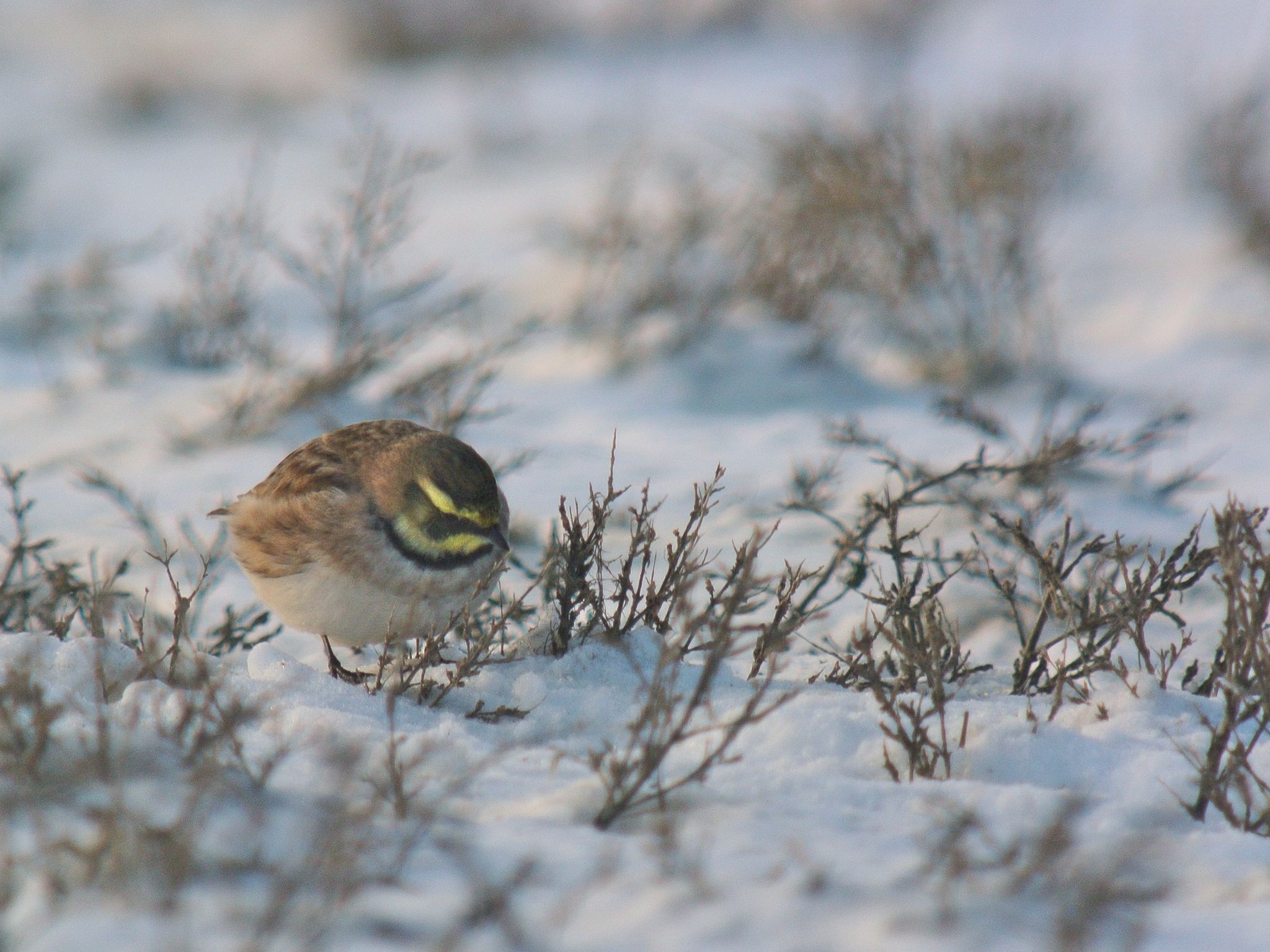 Horned Lark Wallpapers - 4k, HD Horned Lark Backgrounds on WallpaperBat