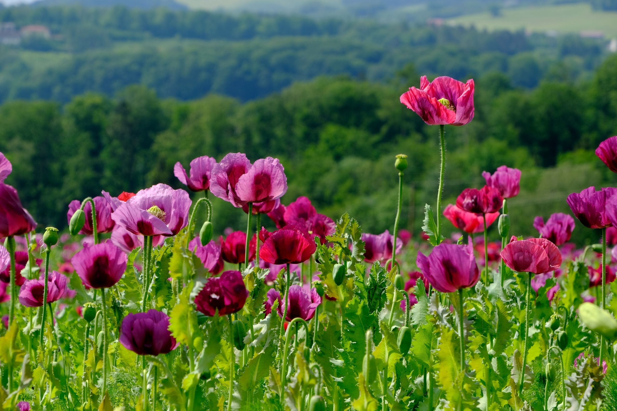 Floral Landscape Wallpapers - 4k, HD Floral Landscape Backgrounds on ...