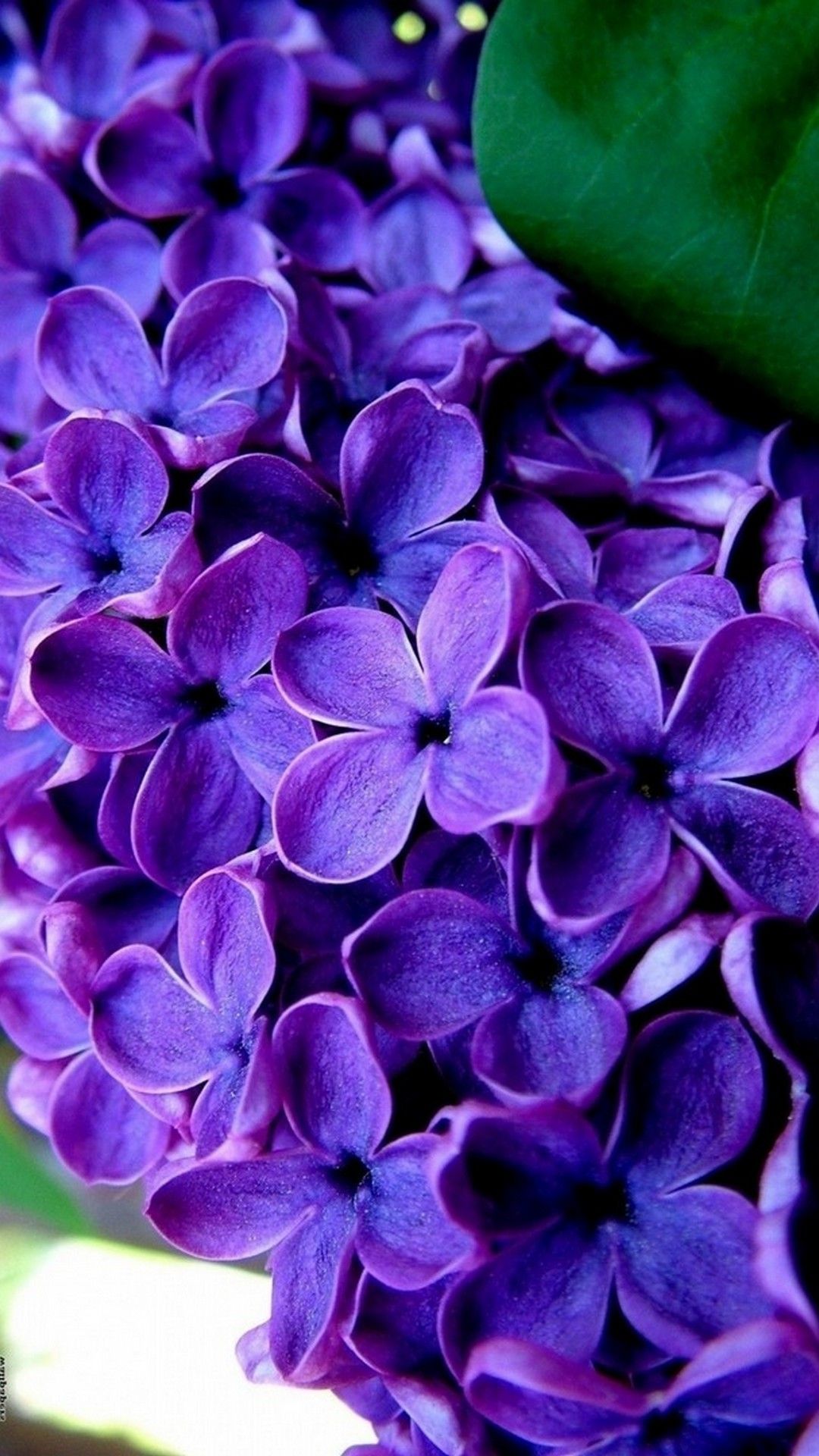 1080x1920 Purple Flowers Mobile Wallpaper HD | 2020 Cute Wallpapers Wallpaper