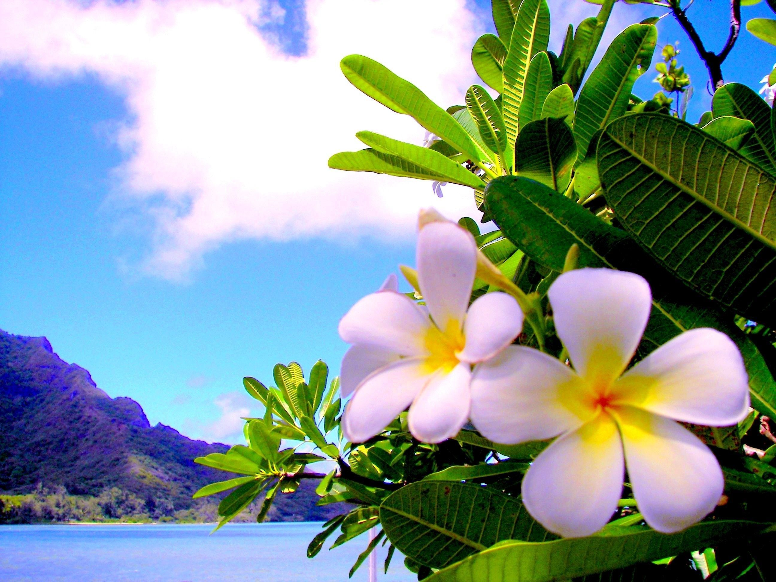 Hawaii Luau Wallpapers.