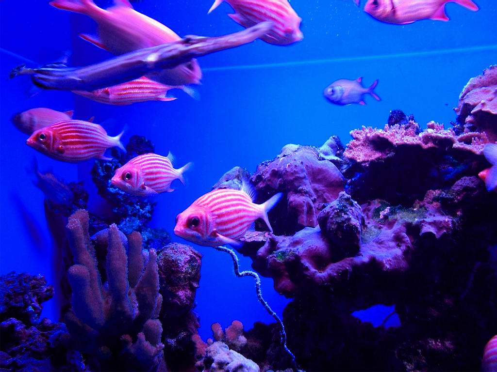 Pink Fish Wallpapers - 4k, HD Backgrounds on WallpaperBat
