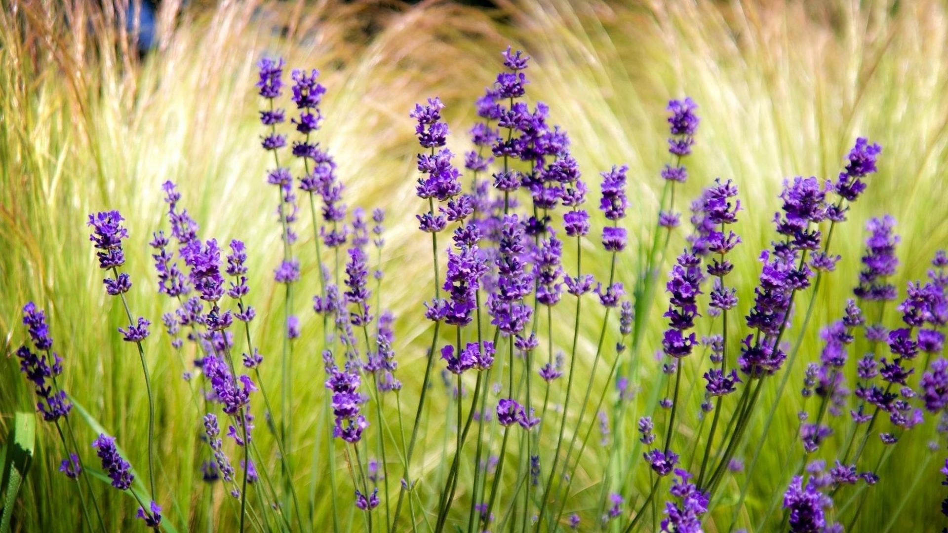 1920x1080 Wallpaper Lavender Field Blurry Background Violet - Lavender ... Wallpaper