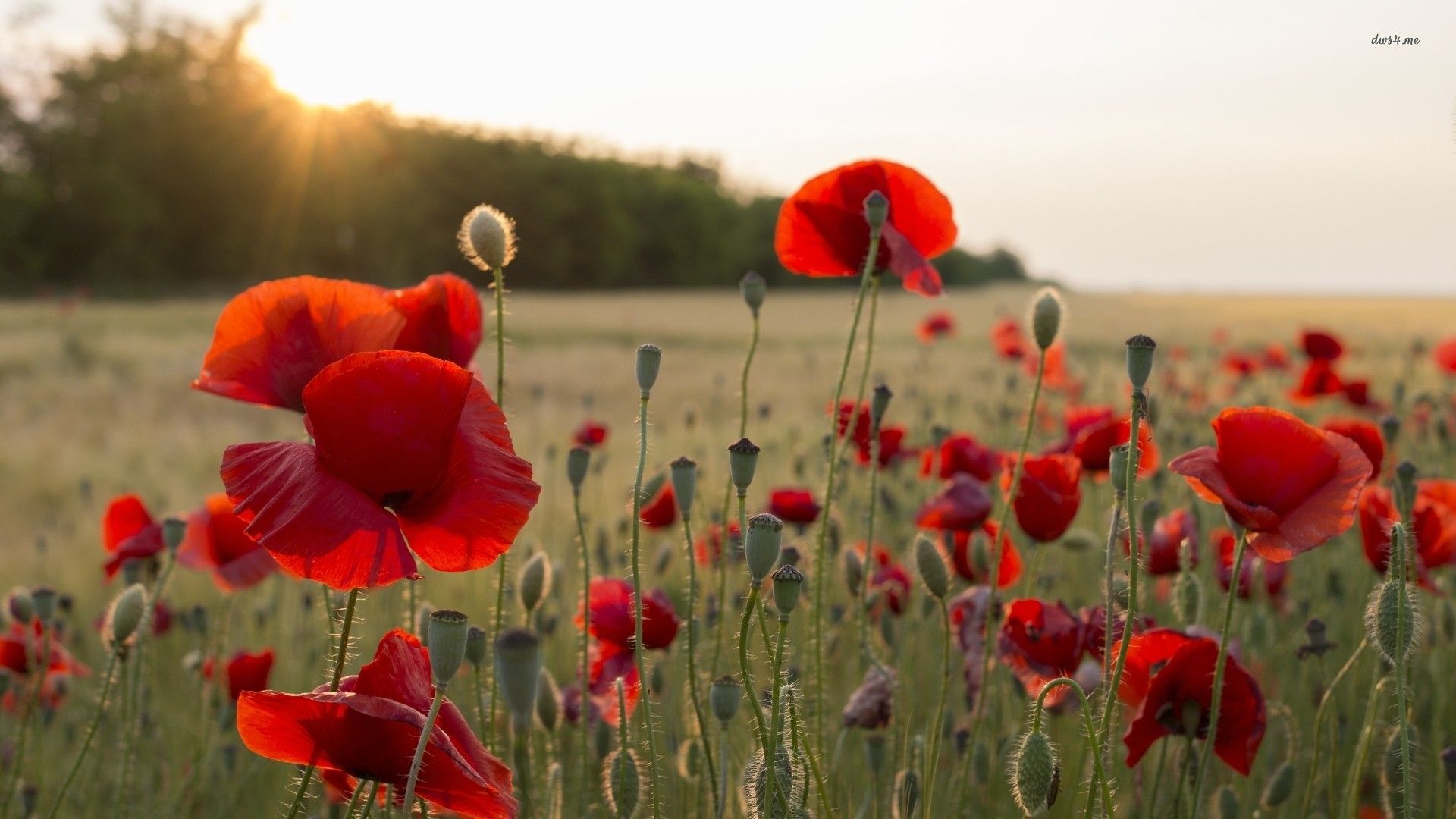 Poppy Wallpapers 4k Hd Poppy Backgrounds On Wallpaperbat Poppy Wallpapers 4k Hd Poppy Backgrounds On Wallpaperbat