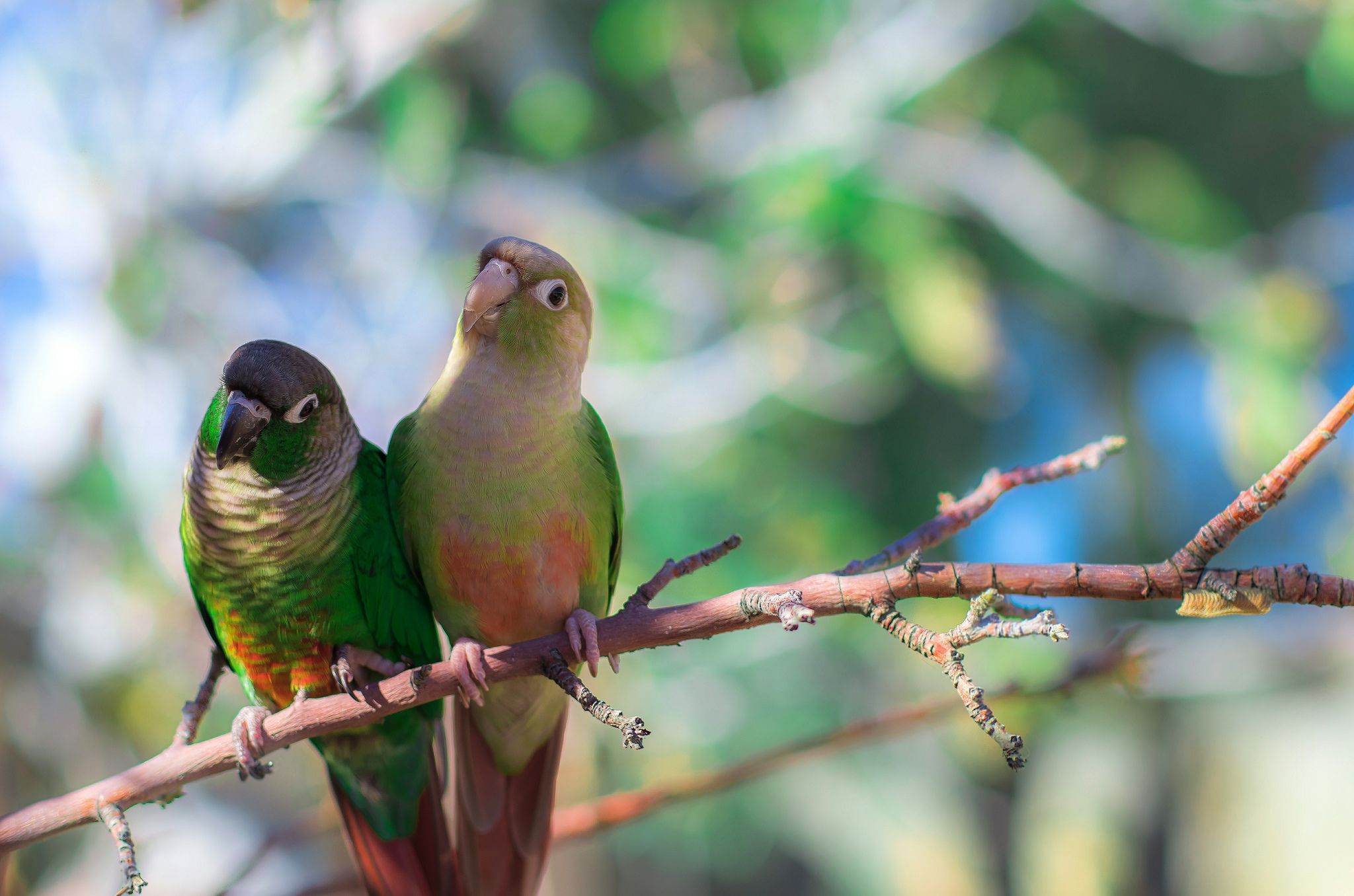 Conure Wallpapers - 4k, HD Conure Backgrounds on WallpaperBat