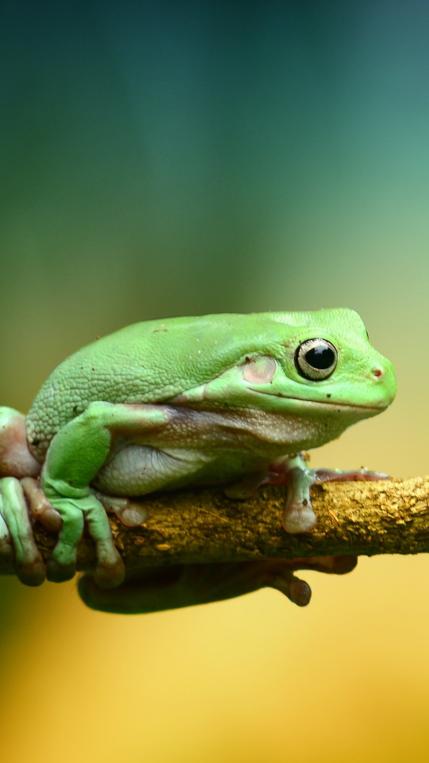 1440x2560 Green Frog Wallpaper - iPhone, Android & Desktop Backgrounds Wallpaper