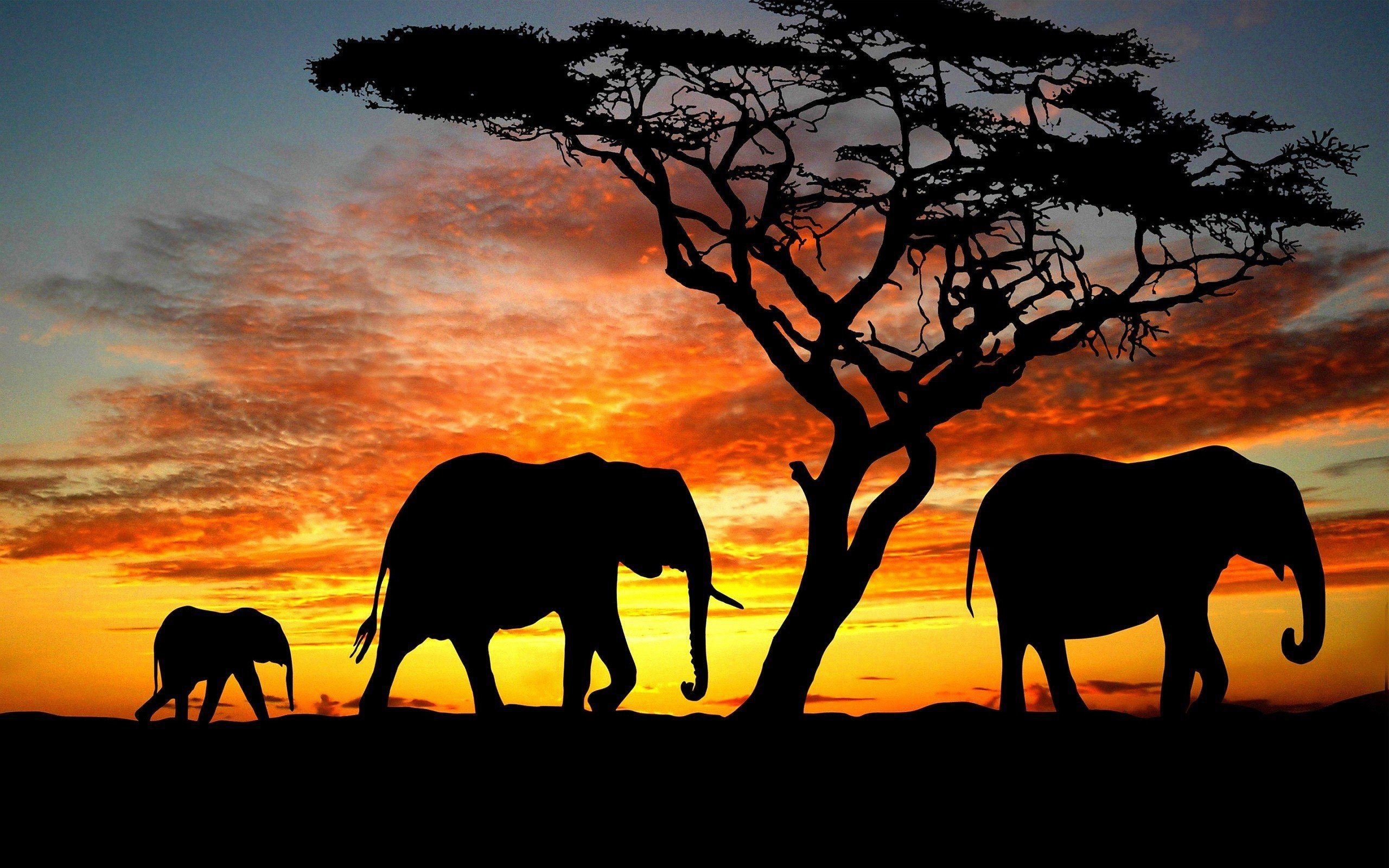 Elephant Family Wallpapers - 4k, HD Elephant Family Backgrounds On ...