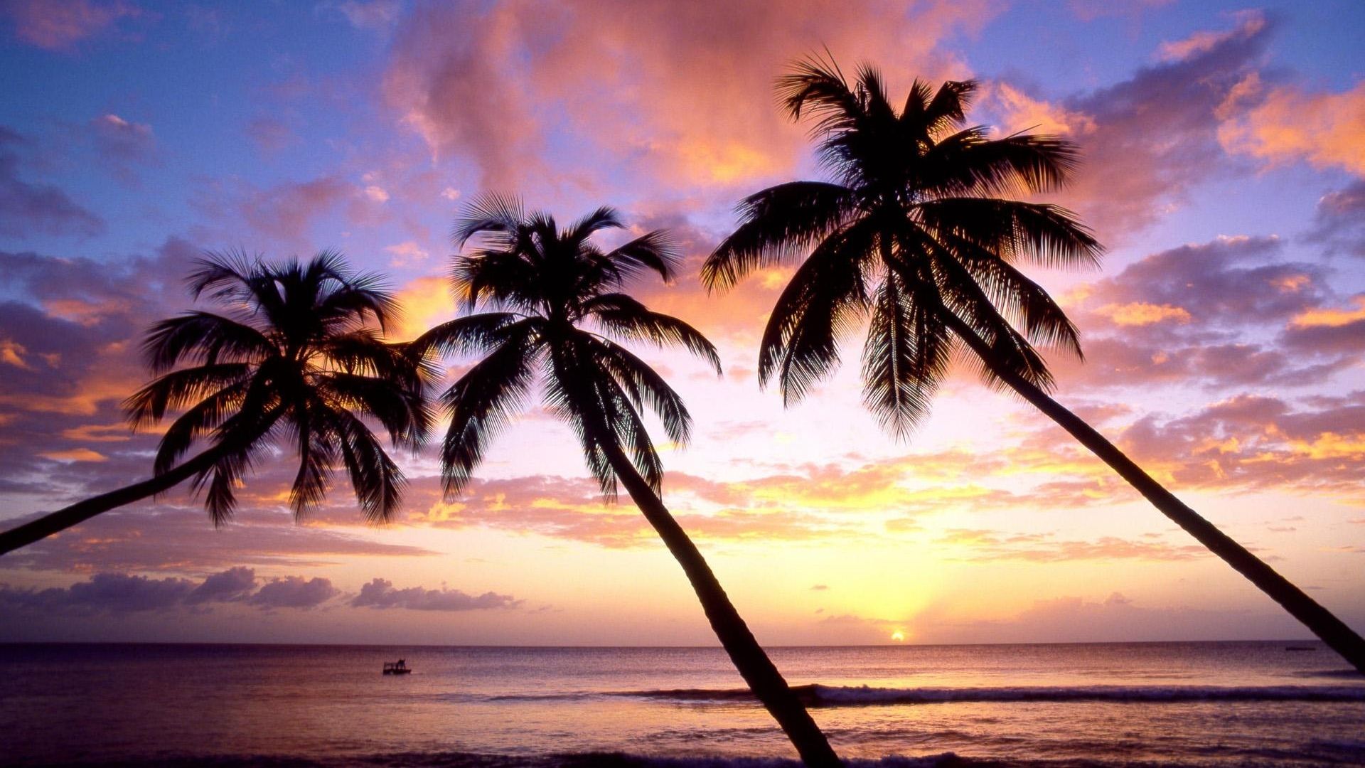 Palm Tree Sunset Wallpapers 4k Hd Palm Tree Sunset Backgrounds On Wallpaperbat