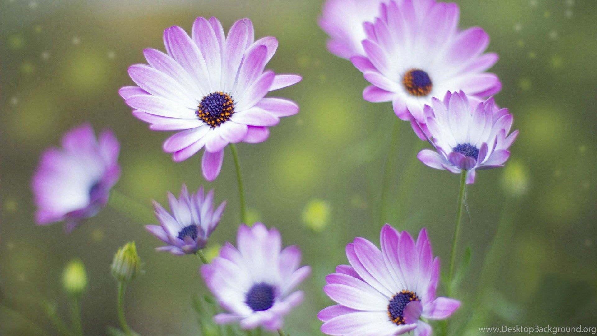Purple Spring Flowers Desktop Wallpapers - 4k, HD Purple Spring Flowers ...