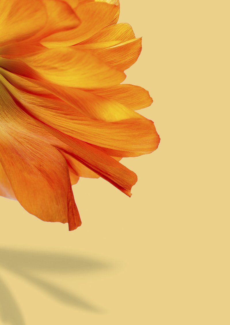 Orange Flower Wallpapers - 4k, HD Orange Flower Backgrounds on WallpaperBat