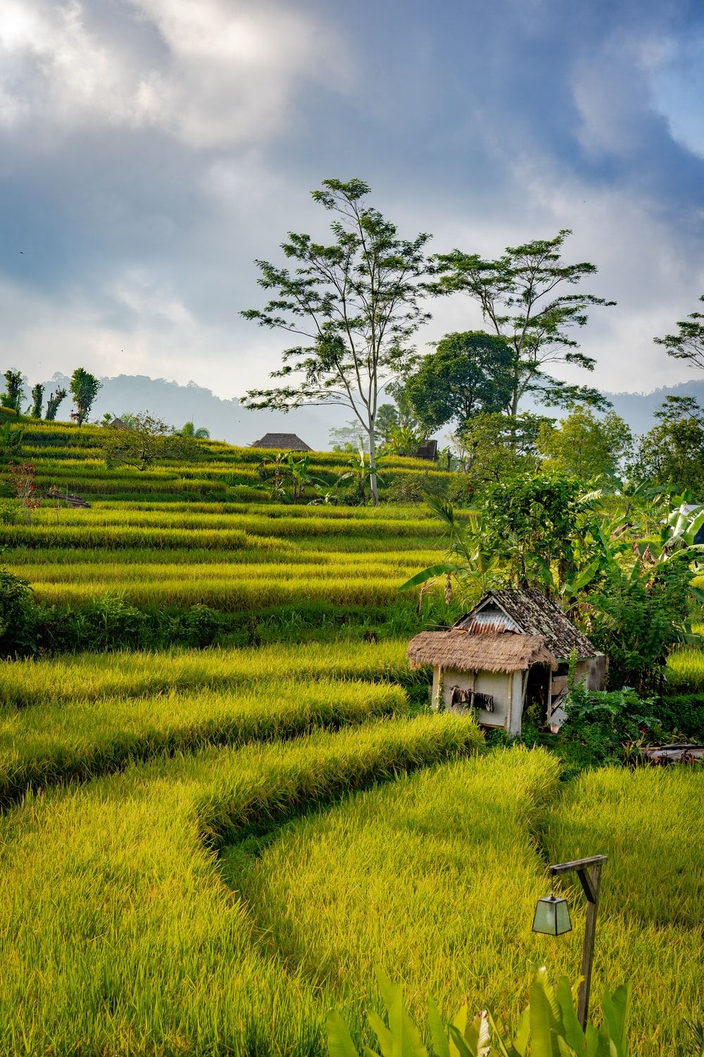 Rice Field Wallpapers - 4k, Hd Rice Field Backgrounds On Wallpaperbat