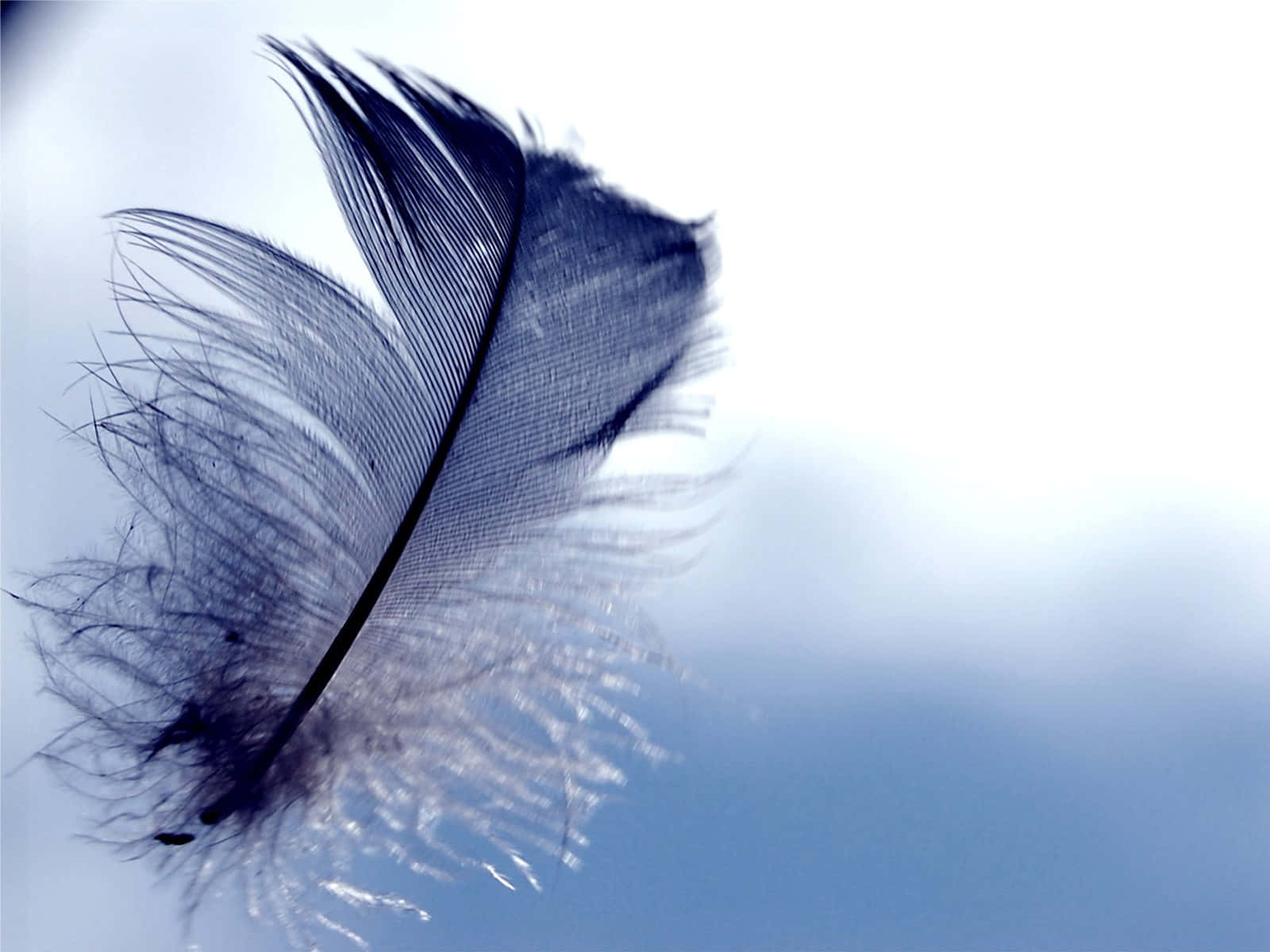 What Can You Learn From a Feather?