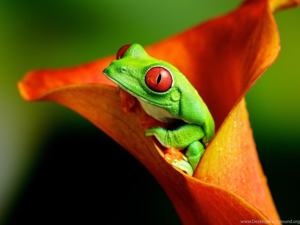 Tree Frog Wallpapers - 4k, HD Tree Frog Backgrounds on WallpaperBat