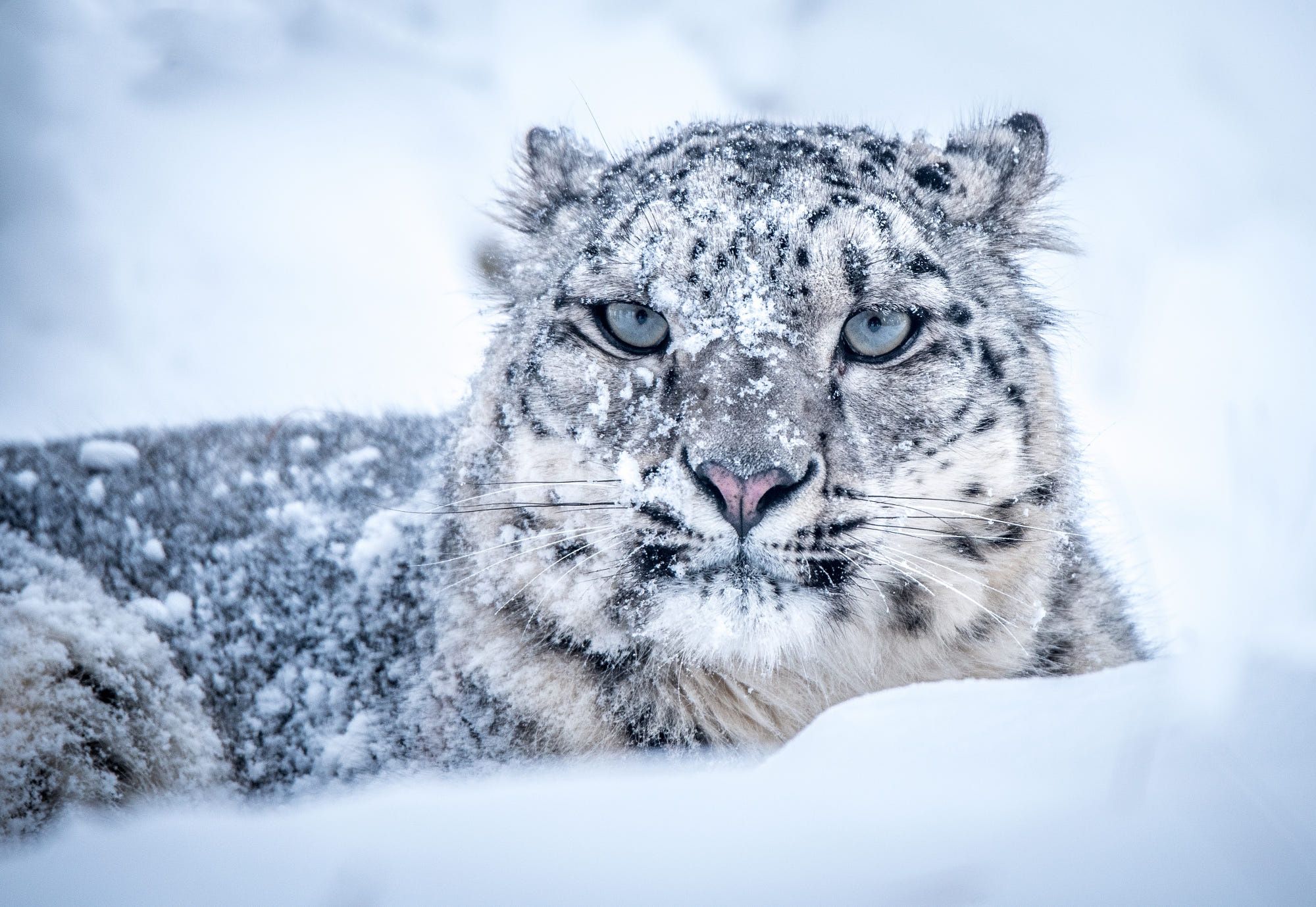 A 4K ultra HD mobile wallpaper depicting a graceful and elusive Snow  Leopard, with its thick fur and piercing blue eyes, perched on a rocky  ledge against the backdrop of a snow-capped