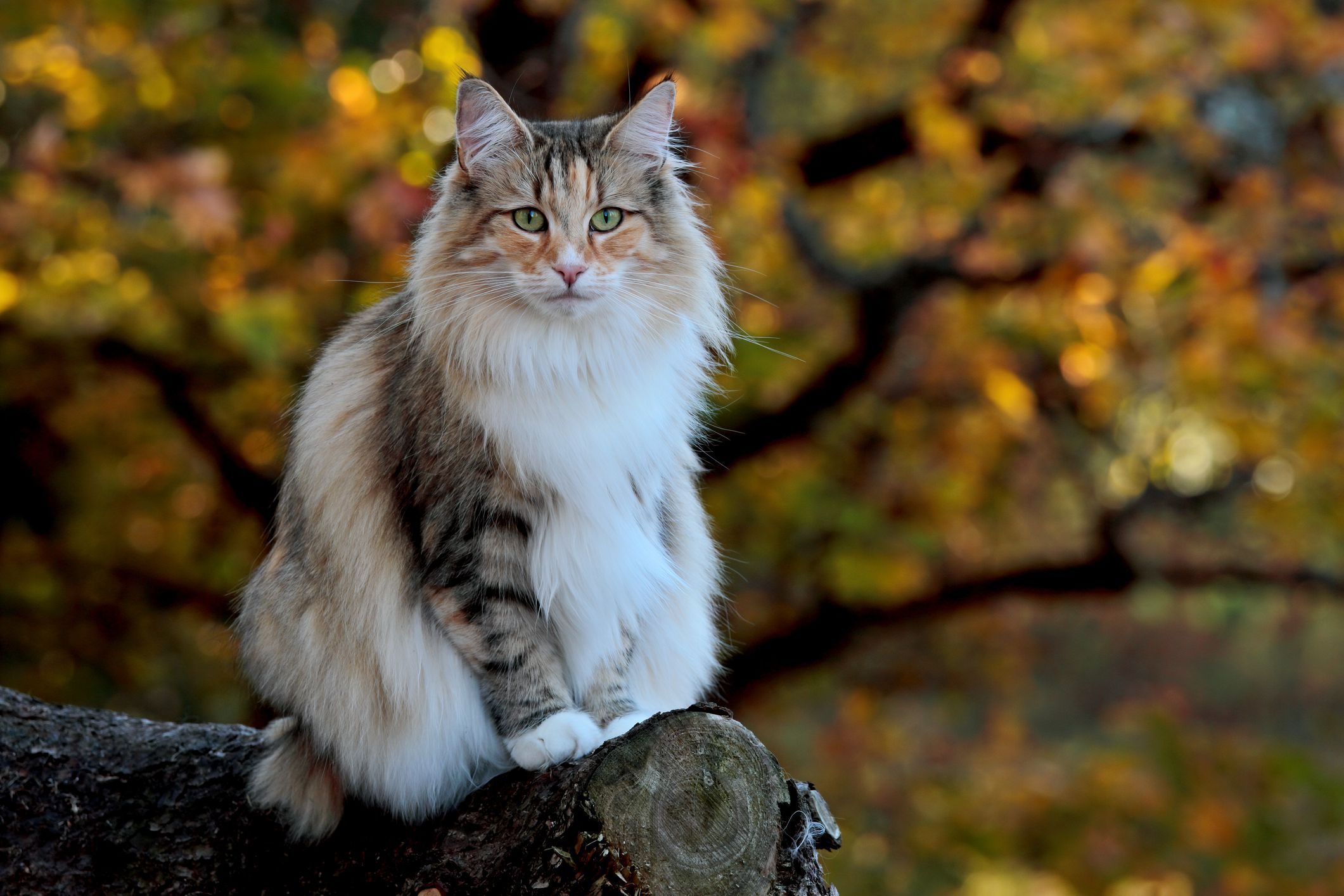 Финский кот. Норвежская длинношерстная Лесная кошка. Финская Лесная кошка. Норвежский Лесной кот. Норвегиан Форест Кэт.