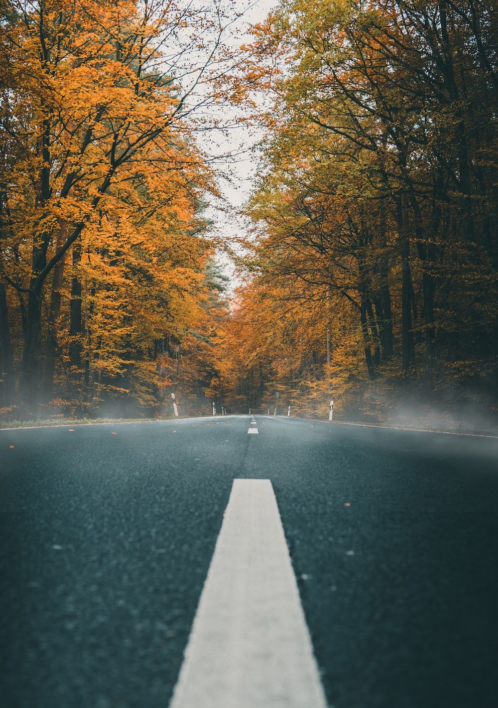 Foggy Road Wallpapers - 4k, HD Foggy Road Backgrounds on WallpaperBat