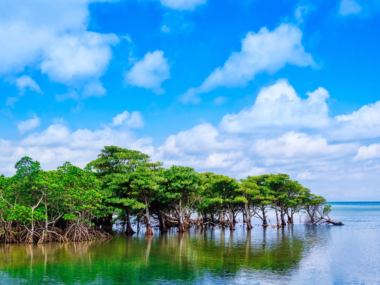 Mangrove Island Wallpapers - 4k, HD Mangrove Island Backgrounds on ...