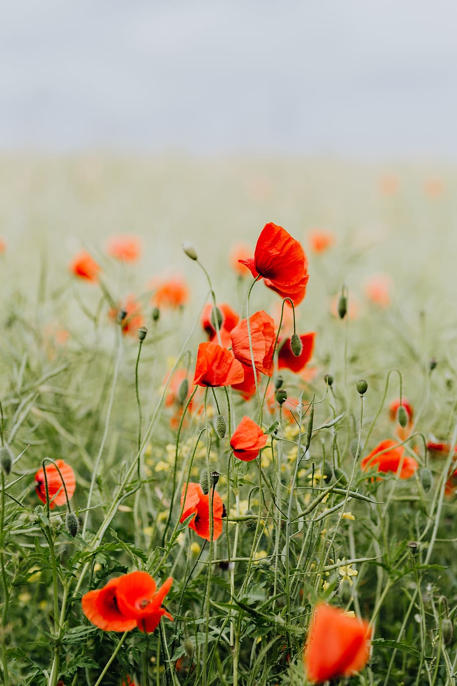 910x1365 A field of Red Poppies, summer, flowers on WallpaperBat 