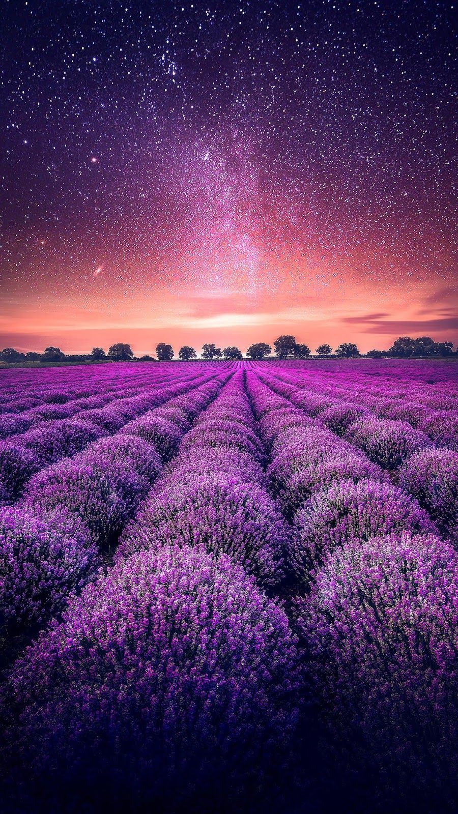 900x1600 Lavenders field in the starry sky (With images) | Nature ... Wallpaper