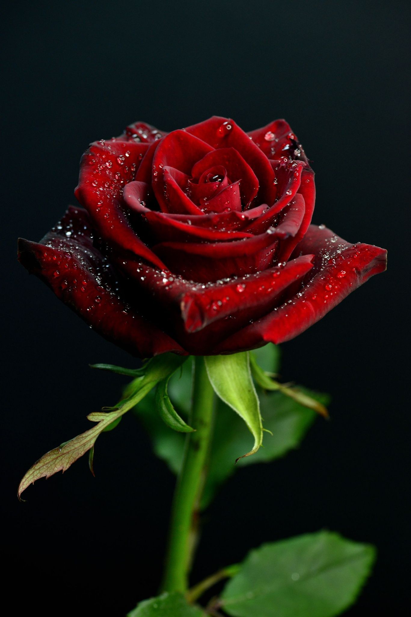 1367x2048 ܿ⊱❥ Red Rose❤. Beautiful rose flowers, Beautiful red roses on WallpaperBat
