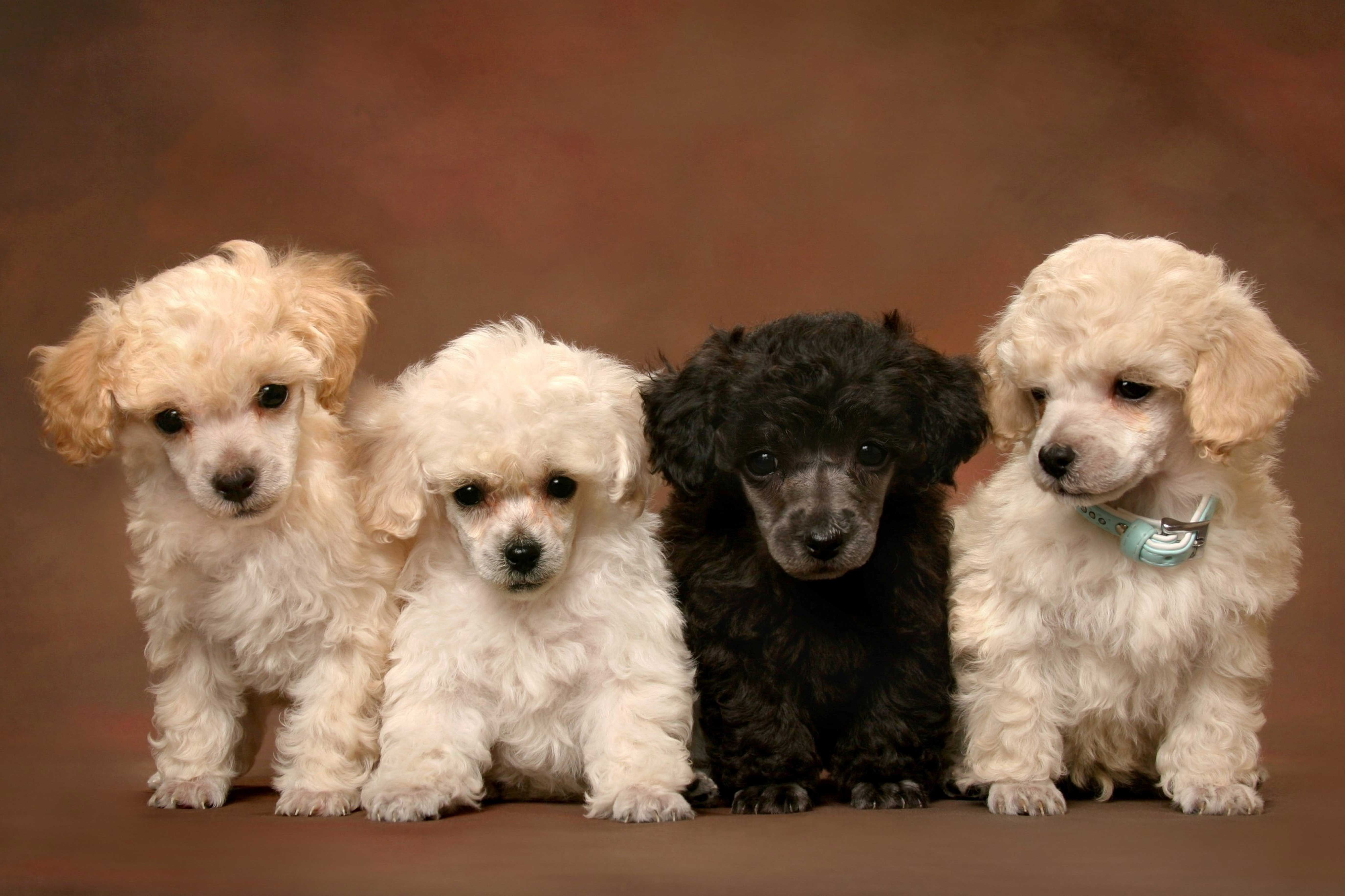 Poodle Puppies Wallpapers - 4k, HD Poodle Puppies Backgrounds on