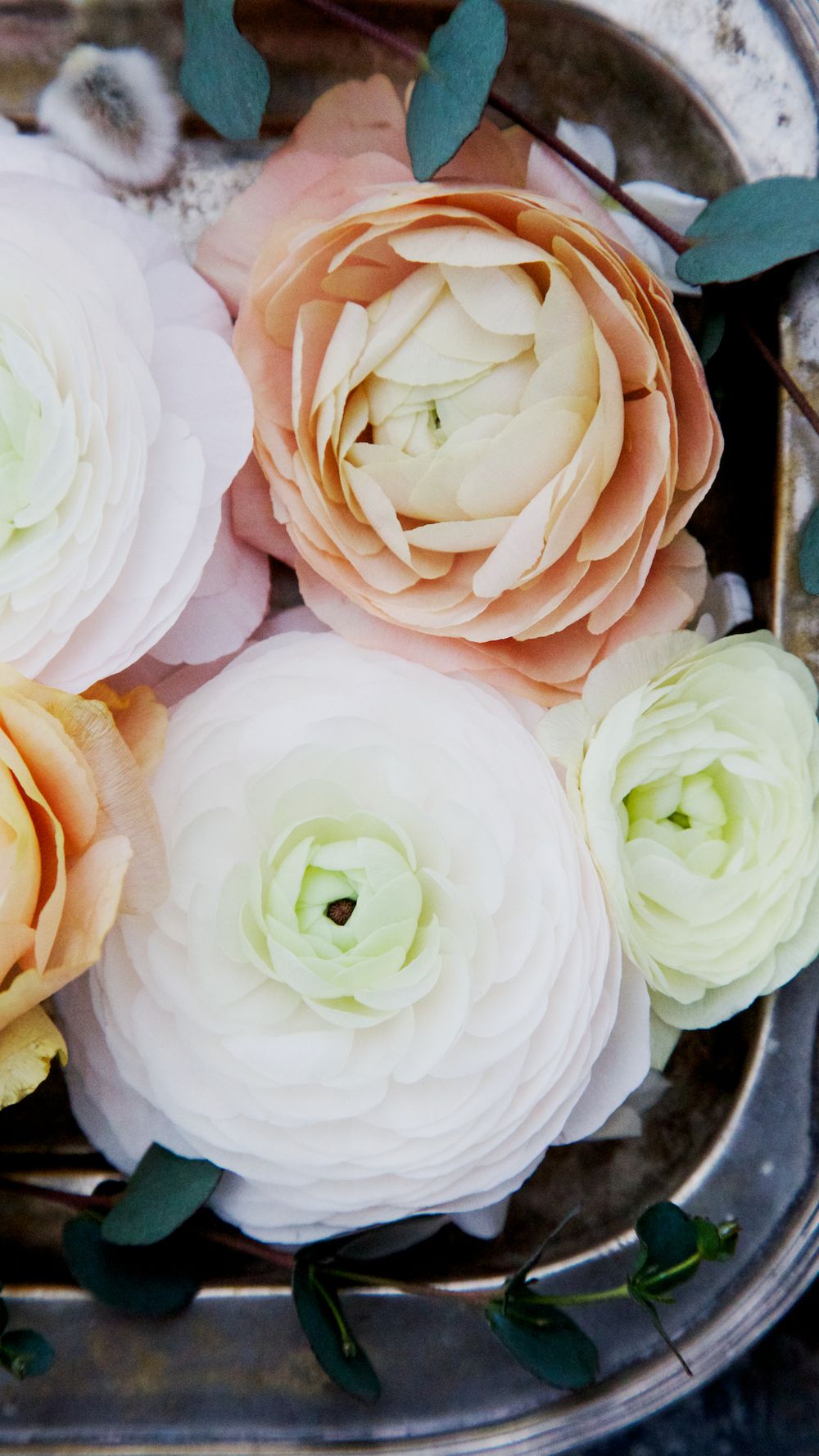 Ranunculus Wallpapers - 4k, HD Ranunculus Backgrounds on WallpaperBat