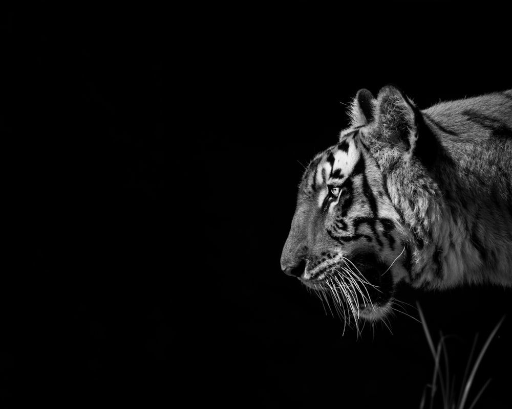 Black and White Tiger Wallpapers - 4k, HD Black and White Tiger ...