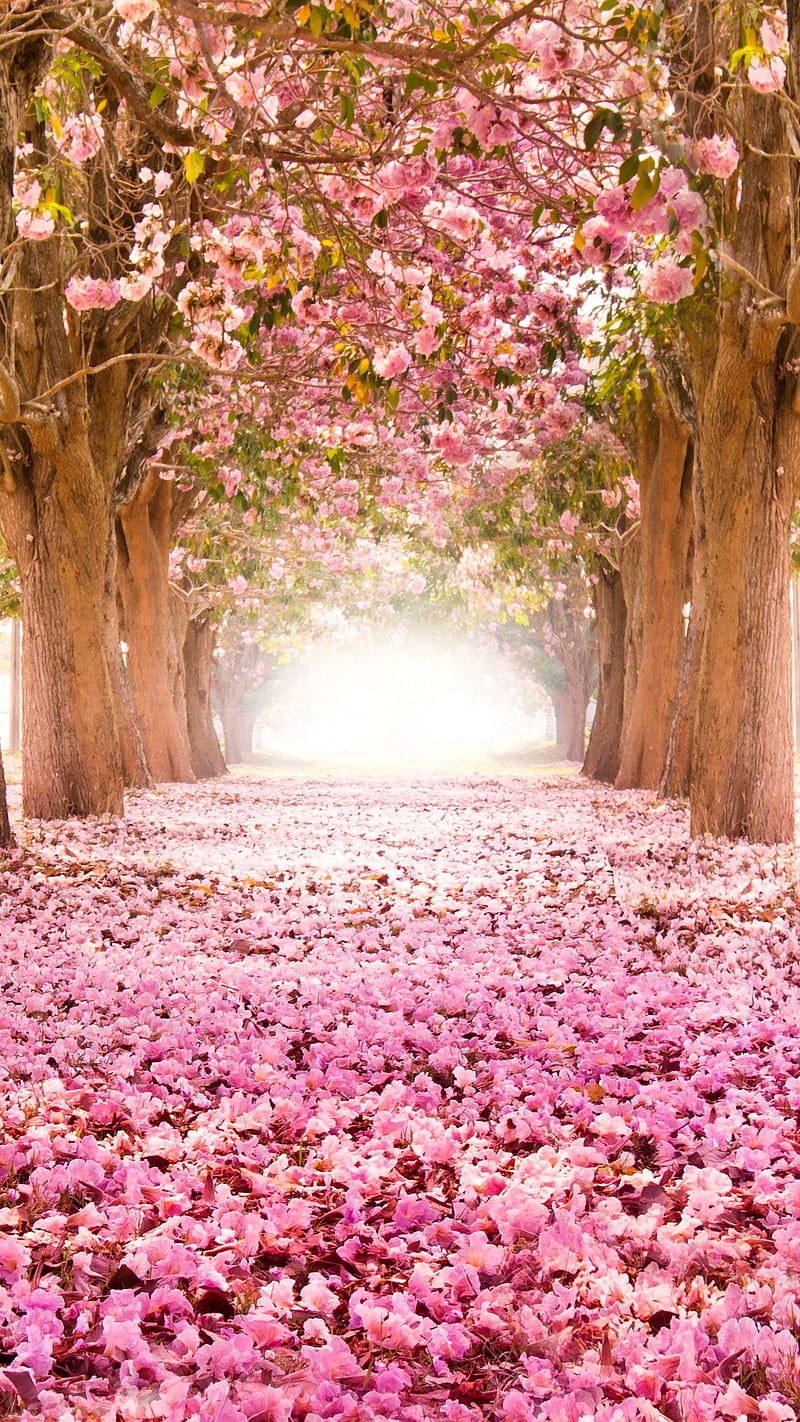 Spring Time Wallpapers - 4k, HD Spring Time Backgrounds on WallpaperBat