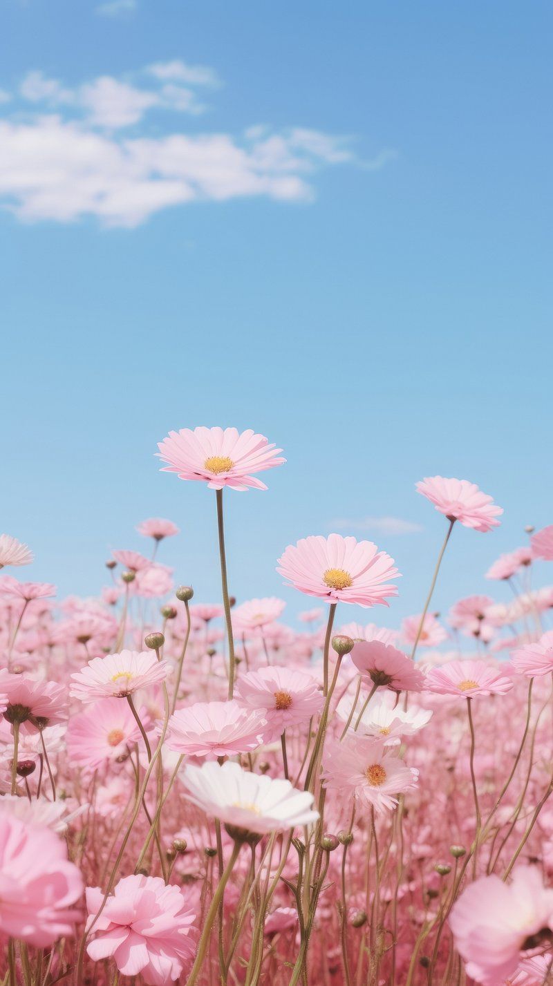 iPhone Flower Wallpapers 4k, HD iPhone Flower Backgrounds on WallpaperBat