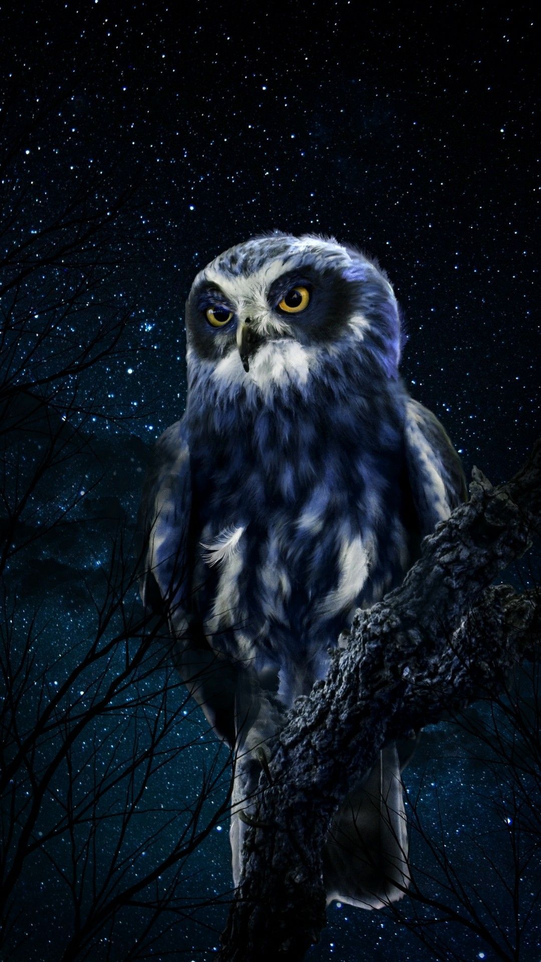 Night Owl Wallpapers - 4k, HD Night Owl Backgrounds on WallpaperBat