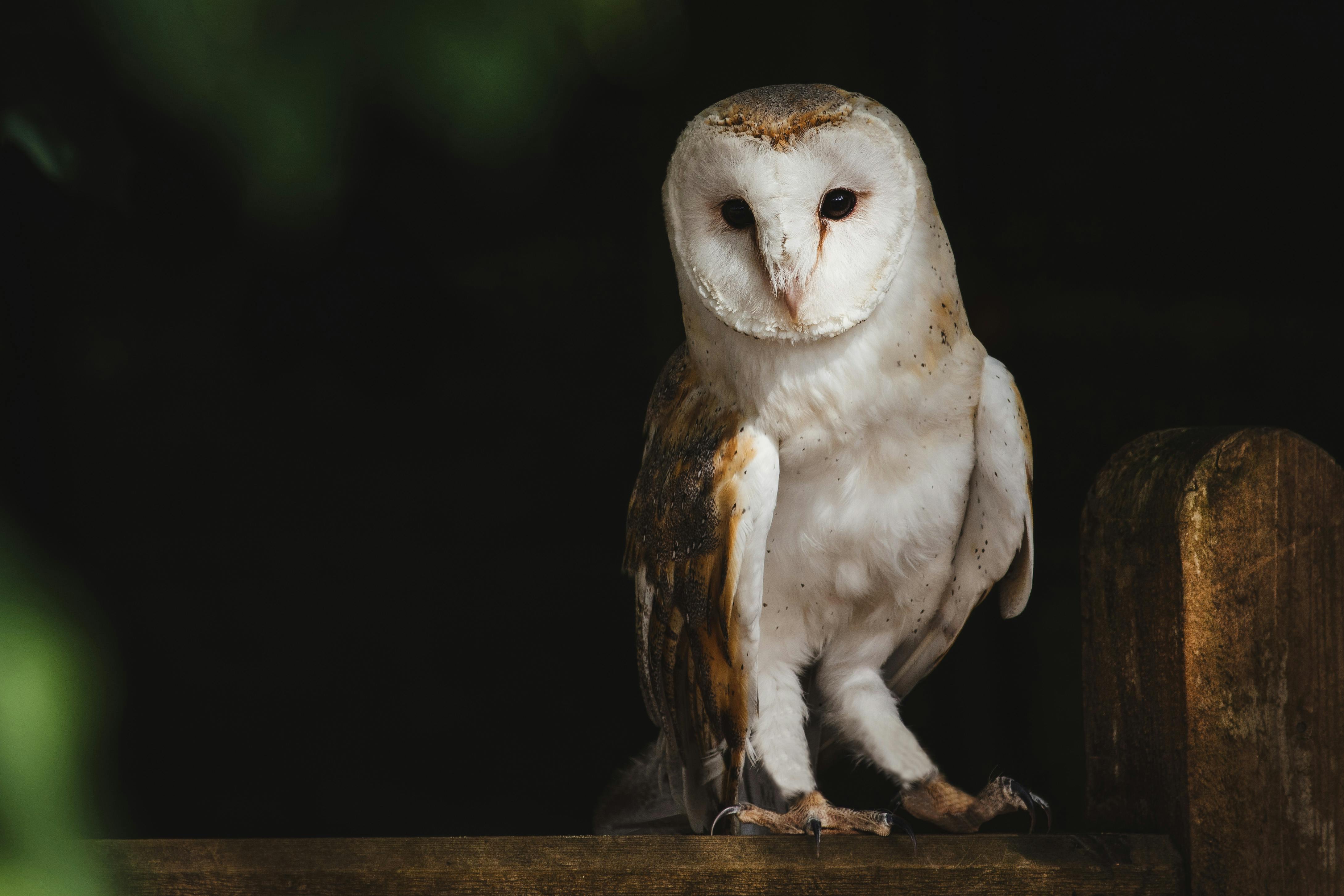 Night Owl Wallpapers - 4k, HD Night Owl Backgrounds on WallpaperBat