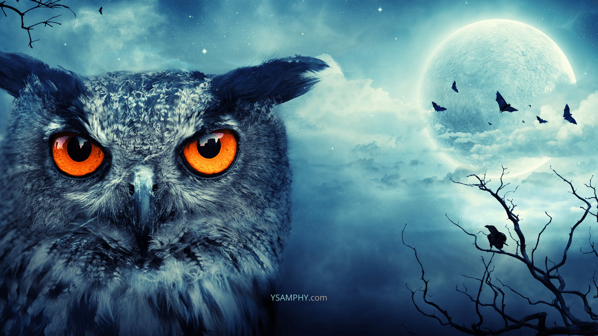 Night Owl Wallpapers - 4k, HD Night Owl Backgrounds on WallpaperBat