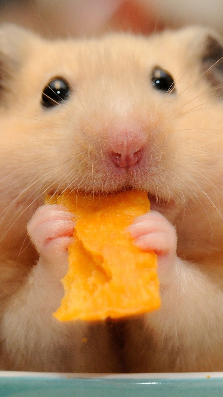 Hamster wallpapers 4k hd hamster backgrounds on wallpaperbat
