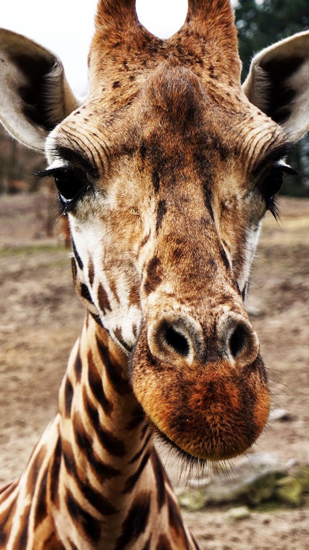 Giraffe iPhone Wallpapers - 4k, HD Giraffe iPhone Backgrounds on ...