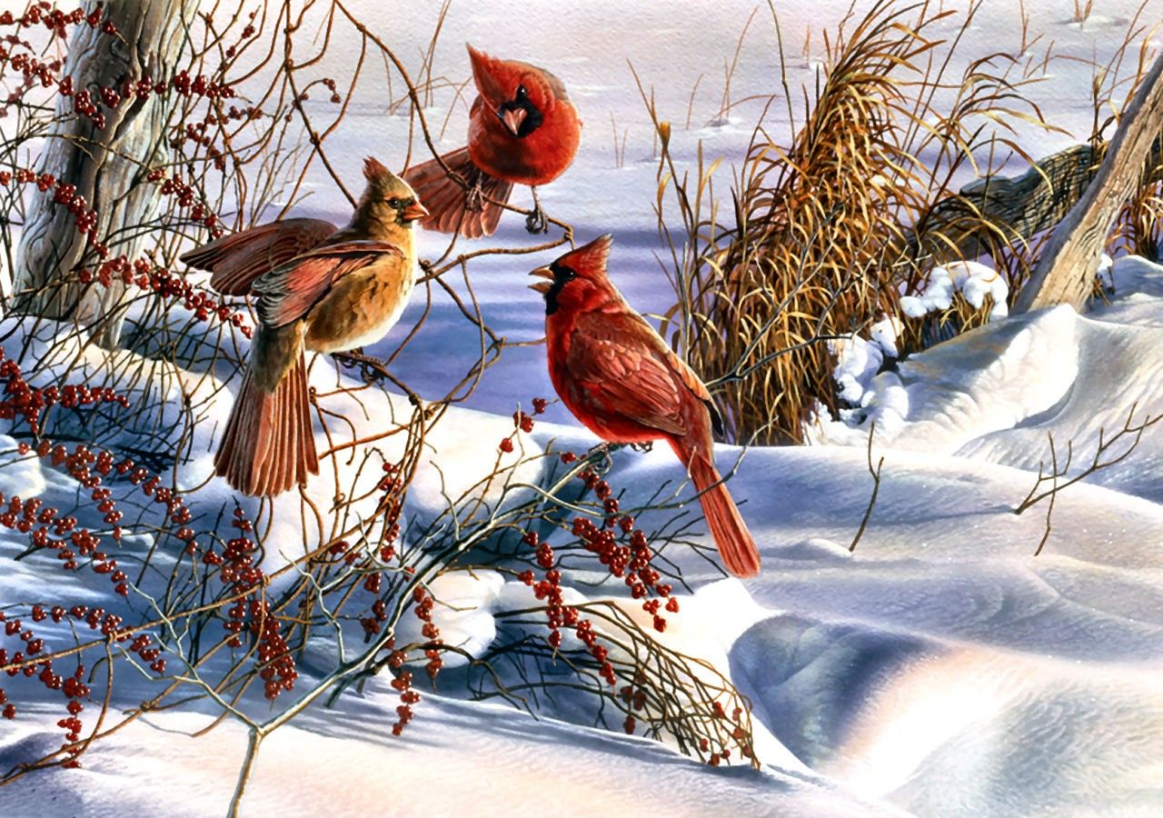 Christmas Cardinals Desktop Wallpapers - 4k, HD Christmas Cardinals ...