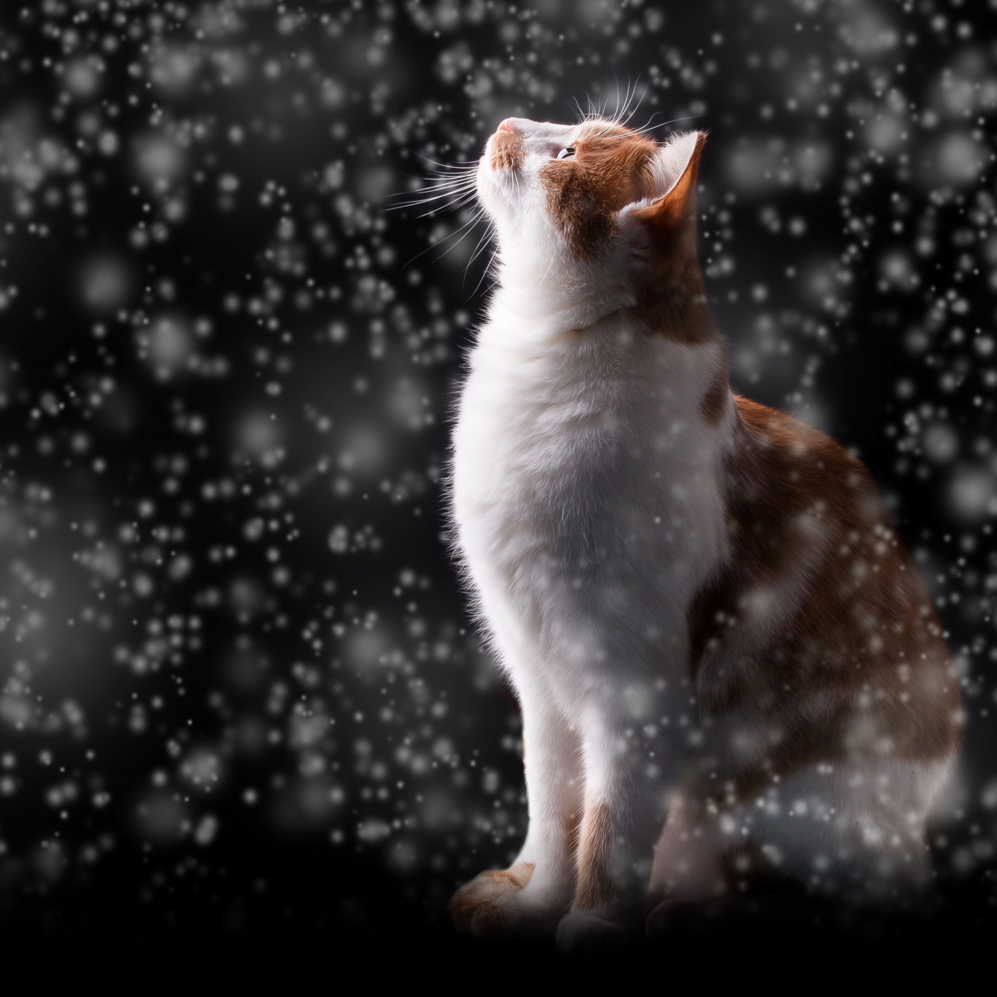 Котик в снегу картинки